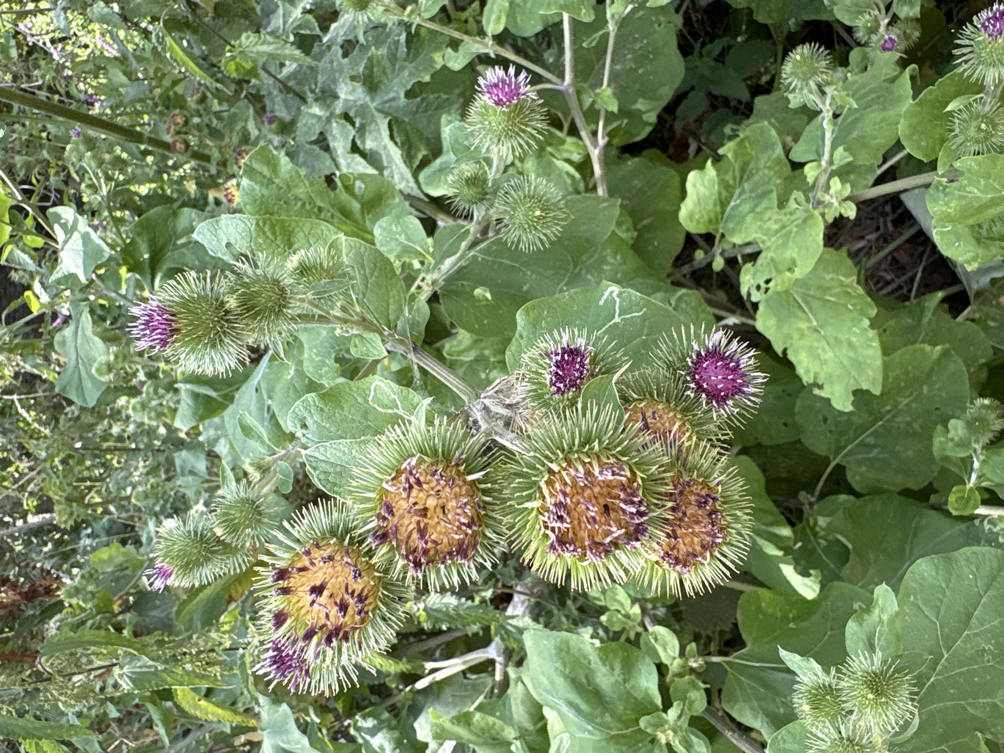A close-up, eye-level shot reveals a cluster of burdock plants with prominent spiky seed heads, some in bloom with purple thistle-like flowers, others showing their brown, dried centers. The plants are densely packed with large, green, slightly wrinkled leaves. The scene is set outdoors, with hints of a natural, possibly overgrown environment, suggesting a location within a park or wilder area of Chelmsford, United Kingdom. There are no people or animals visible. The lighting suggests it is daytime.
