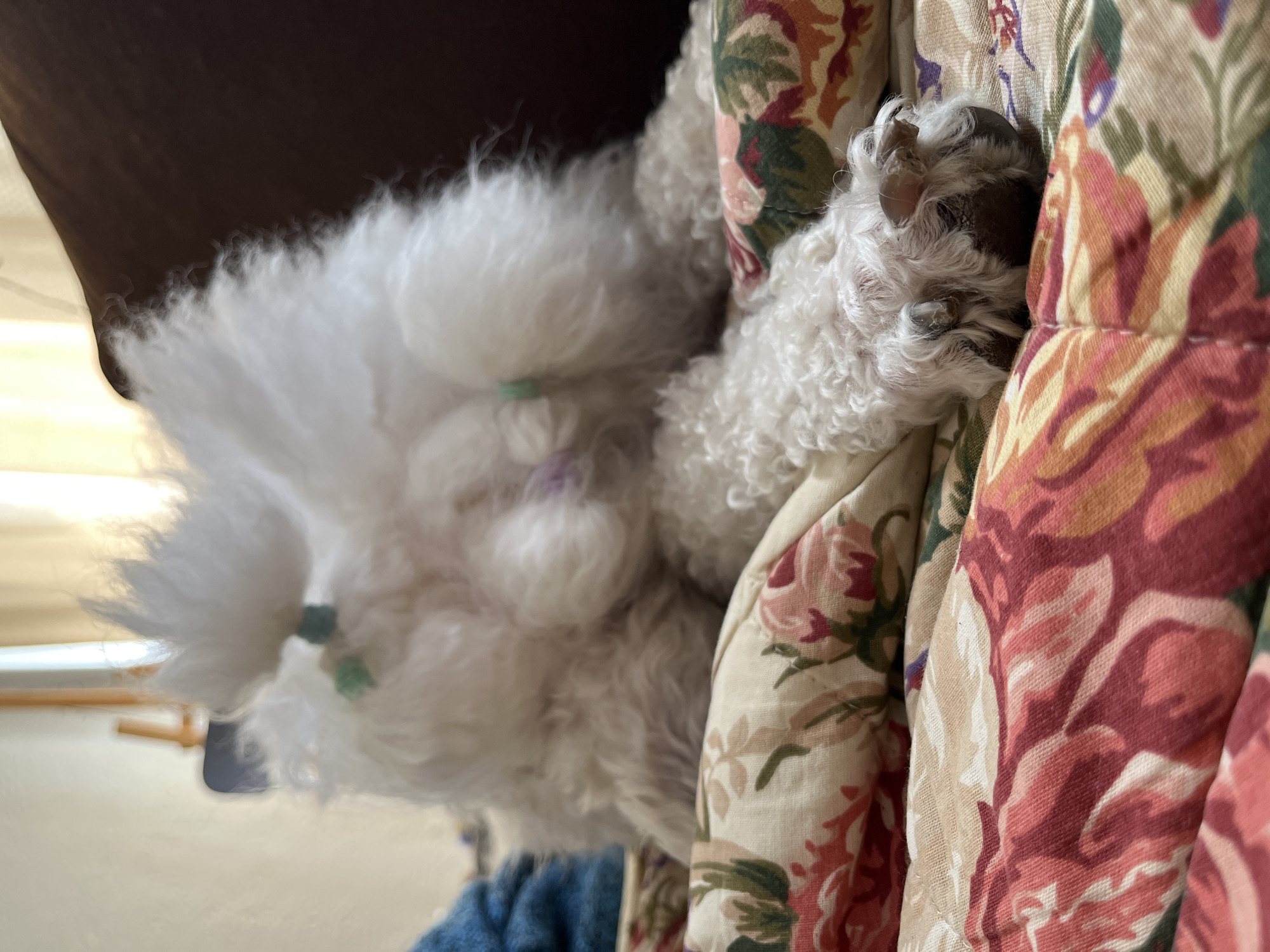 A fluffy white dog with paws showing is nestled on a floral-patterned quilt or cushion. The dog appears to be resting or sleeping. There are hair ties on the dog. A wooden couch arm is visible in the corner.