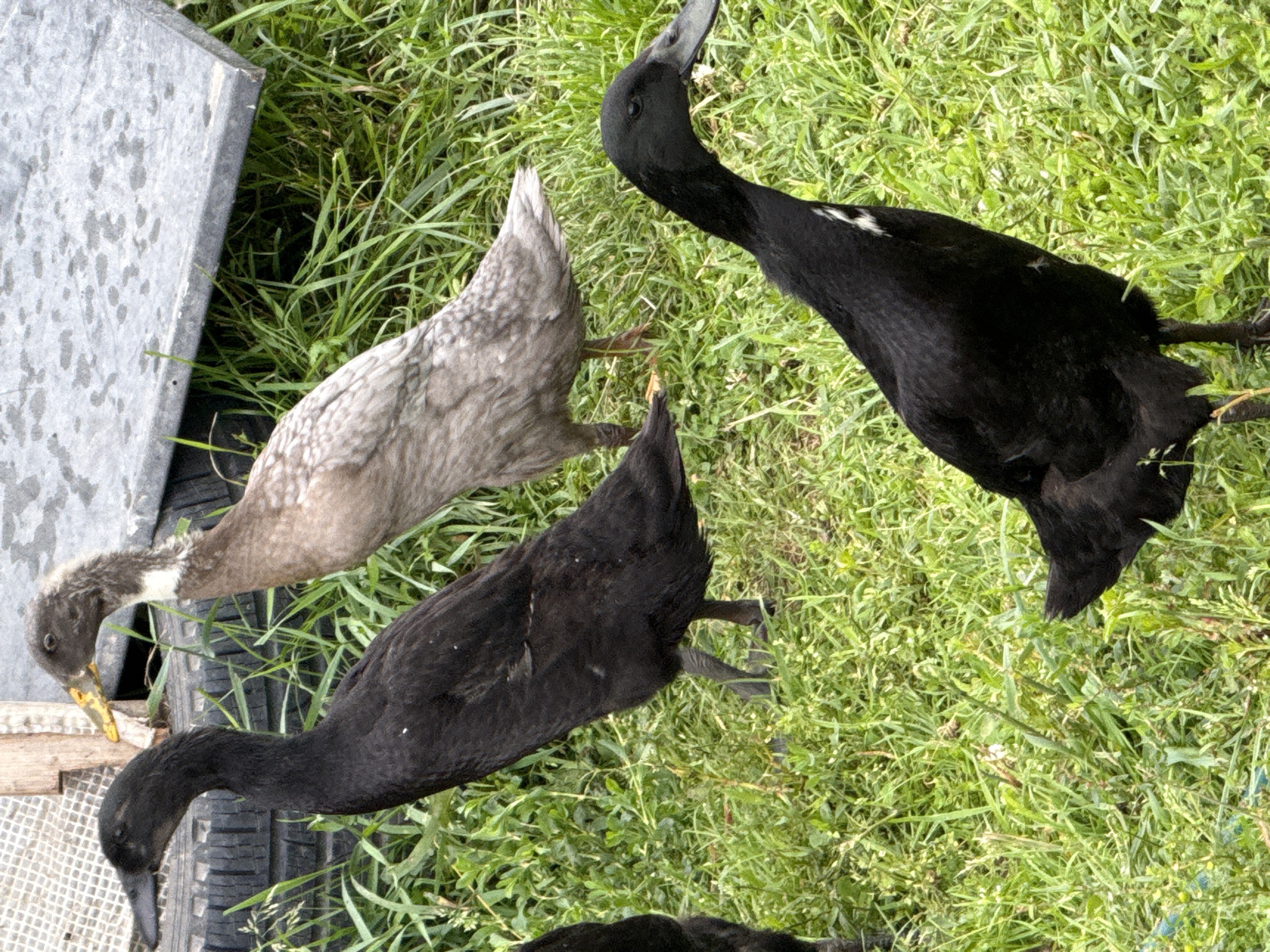 In Galinė, Lithuania, on a patch of green grass with sparse weeds, four Indian Runner ducks are present. Two of the ducks are entirely black, with one of them in the foreground standing upright and facing to the right, while the other is partially visible on the left edge of the frame. A third duck, a pale gray color, stands behind the black ducks, facing left. The fourth duck, also gray, is in the background and is mostly obscured by the other ducks. In the background, there is a wooden structure and a gray, flat object.