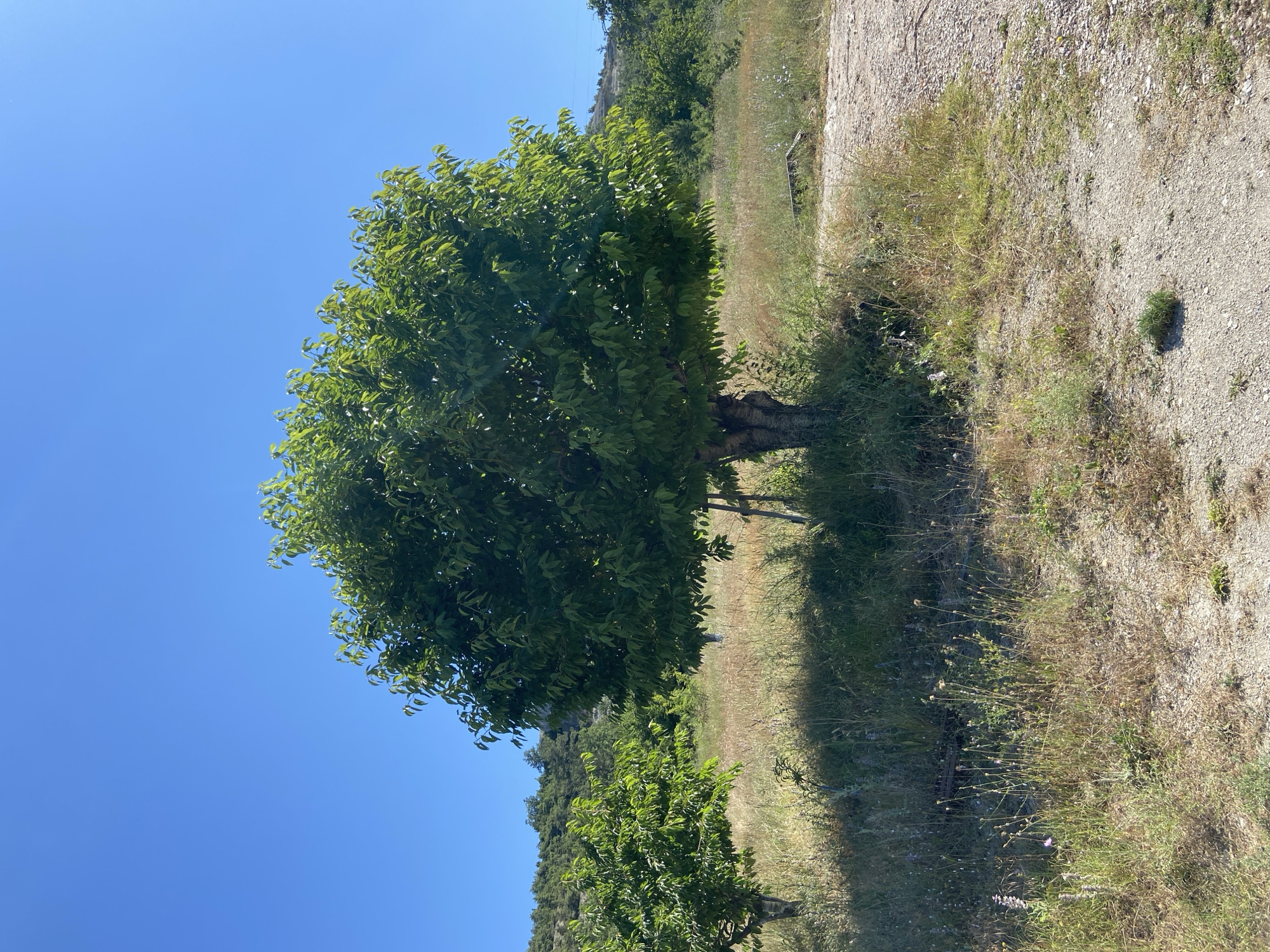 In a rural, outdoor scene, under a clear blue sky, a large, leafy tree stands prominently in the foreground. Its trunk is visible, with a wooden support stake tied to it. The tree is surrounded by dry, tall grass and some wildflowers. To the left of the main tree, a smaller, also leafy tree is present. A dirt path curves through the grassy area to the right of the main tree. In the background, a hillside covered with trees and vegetation is visible. The overall impression is that of a sunny, agricultural or natural landscape. The location is specified as Krasnomakskoye rural settlement, Ukraine.