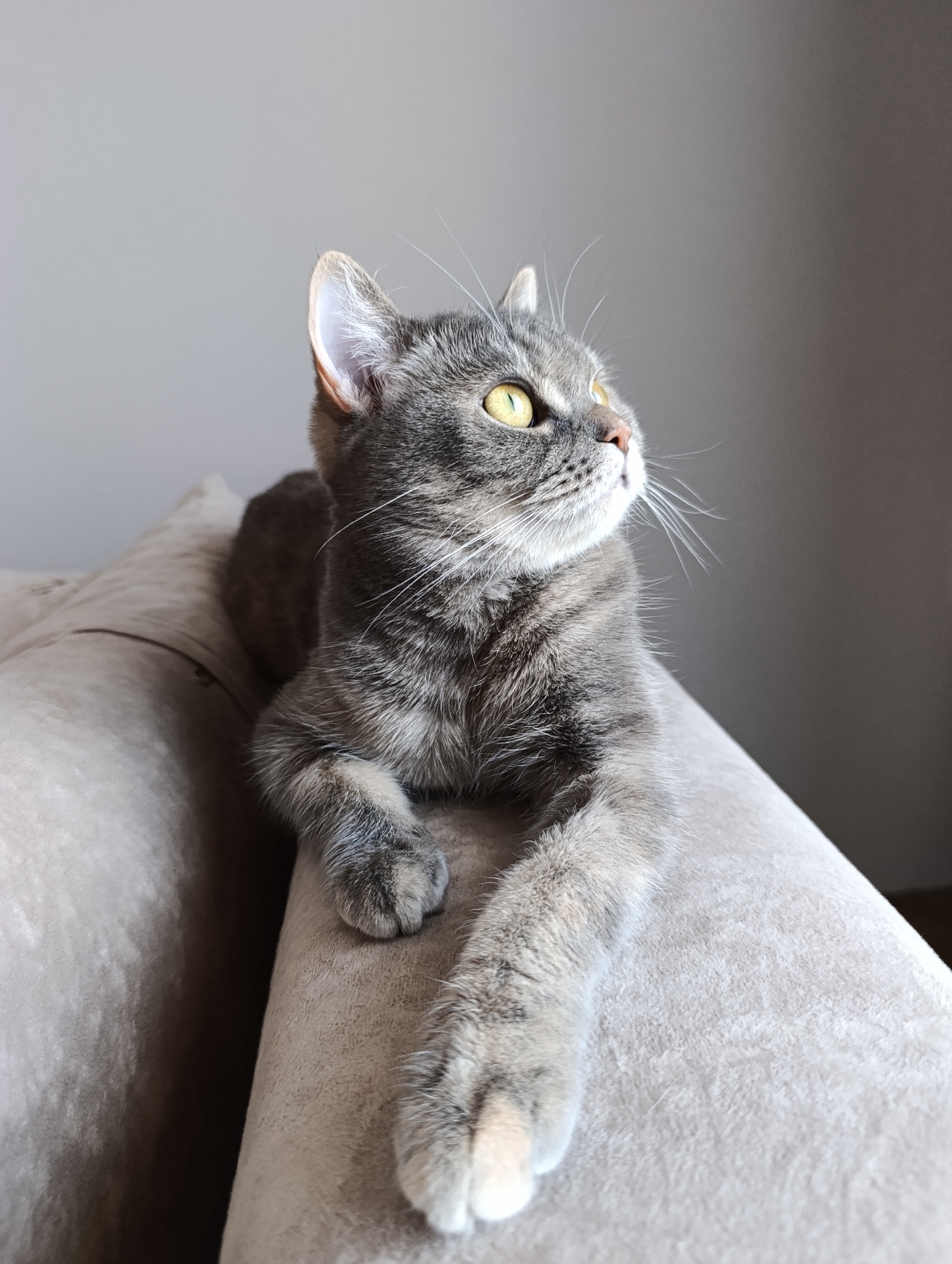A gray tabby cat with yellow eyes is lying on a light beige upholstered surface, possibly a couch or armchair. The cat is in a relaxed pose, with its paws extended. The background is a plain, light gray wall. The location is unknown, it is not identifiable from the picture.