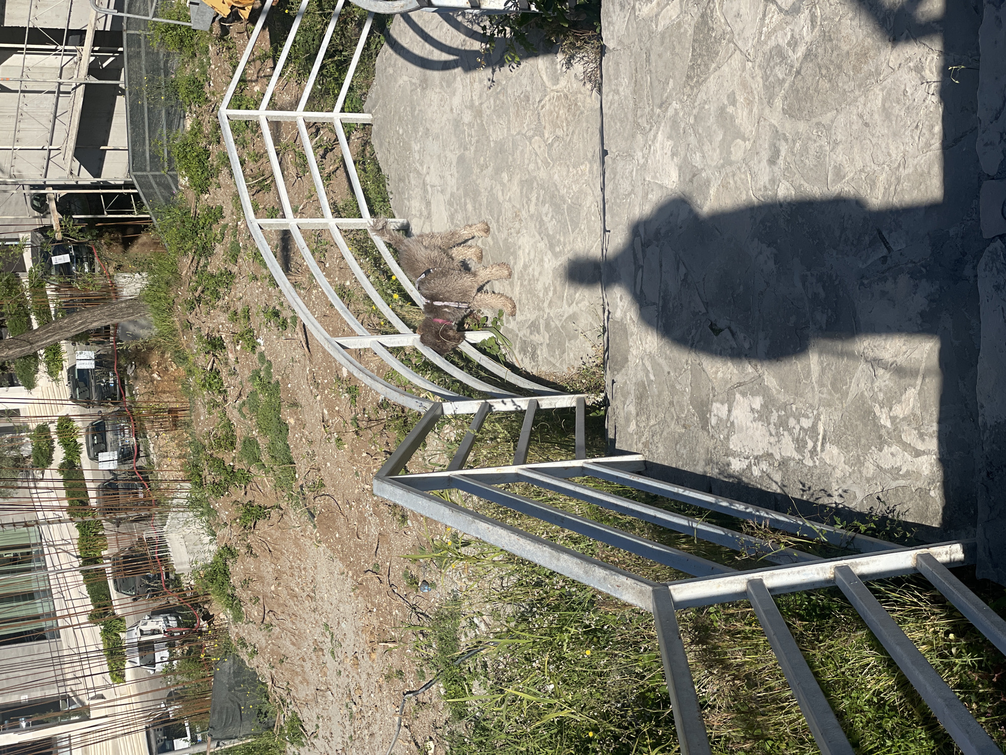 A dog rests near a silver metal railing beside a concrete walkway. The shadow of a person is visible on the walkway. Beyond the railing, the ground is covered with dirt and sparse vegetation. In the background, construction and vehicles are visible. The location is likely Rafailovići, Montenegro.