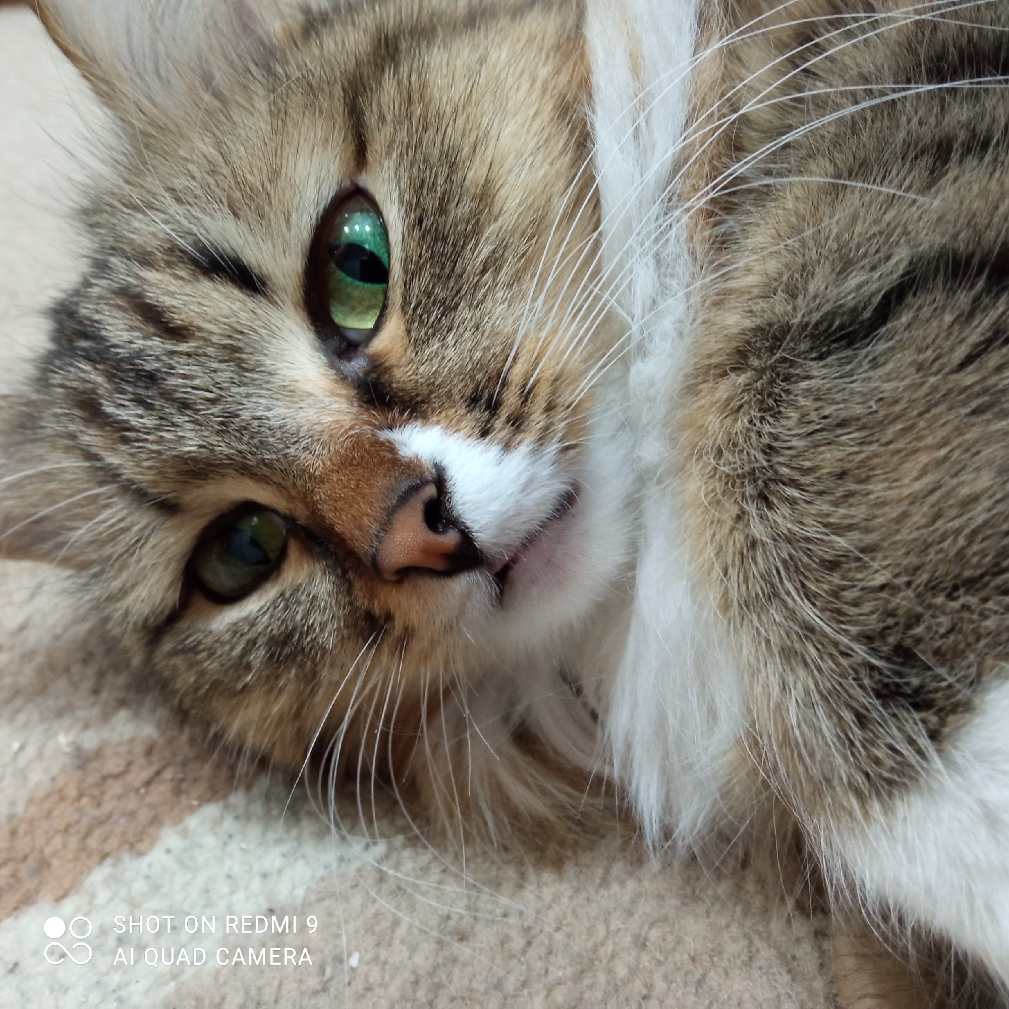 A close-up image features a cat lying down on a tan and brown patterned surface, likely a rug or carpet. The cat has green eyes and brown, tan, and white fur. The cat's nose is pink and white, and it has long white whiskers. The bottom left corner of the image includes a watermark that reads "SHOT ON REDMI 9 AI QUAD CAMERA." There is no information provided to indicate the image was taken in Chaikovsky, Russia.