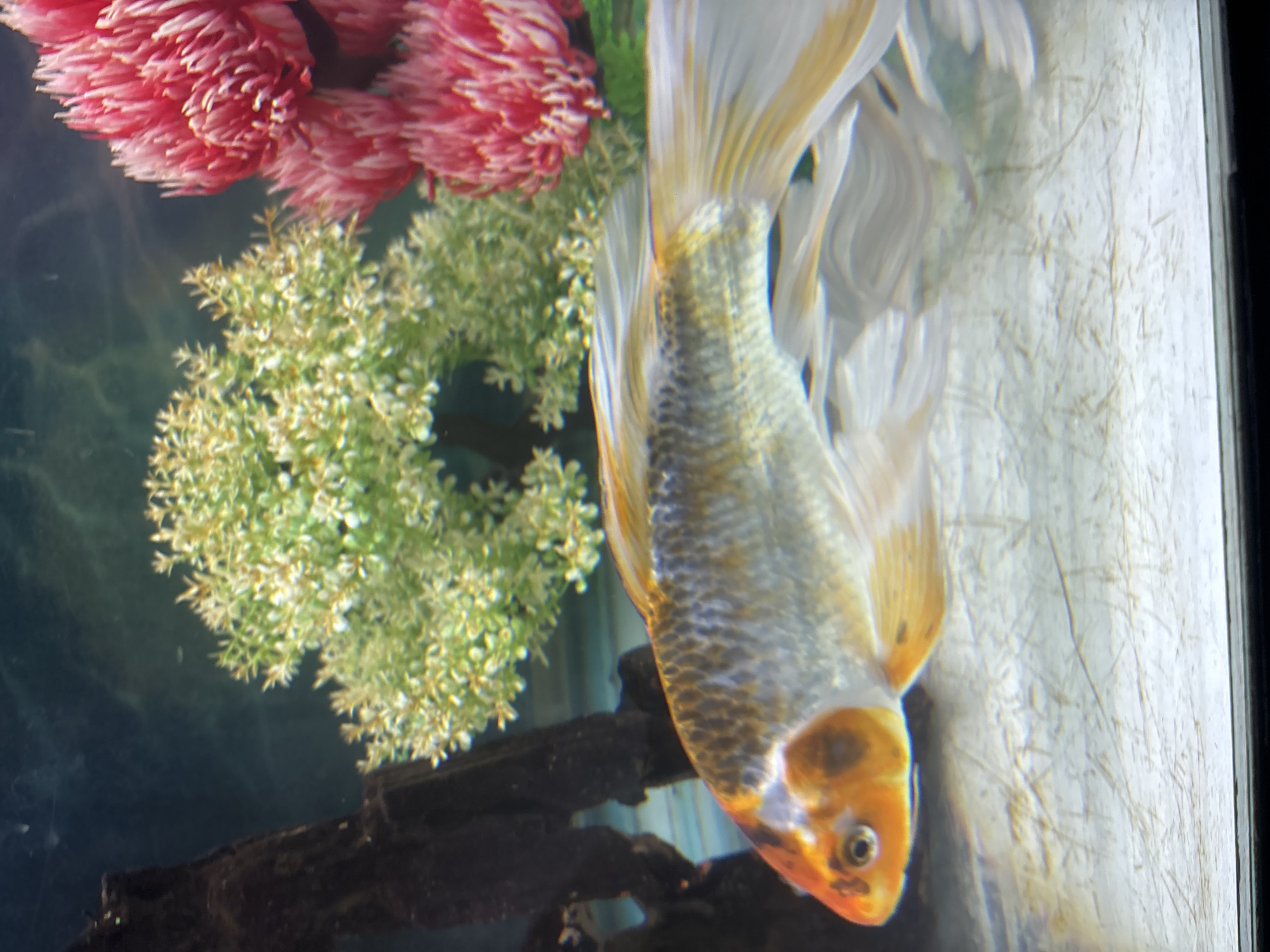 The image shows a close-up view of a single goldfish swimming in an aquarium. The goldfish is primarily white and orange, with some darker markings on its body and fins. Its scales are visible, and its eye is clearly defined. The fish is positioned in the center of the frame, with its tail fin extending towards the top of the image.
The aquarium's environment is decorated with artificial plants. There are bright pink, feathery plants in the upper left corner and a greener, more bushy plant to the left of the fish. Dark, textured rocks or driftwood are also present in the lower portion of the image, providing a contrasting element to the vibrant colors of the fish and plants. The background of the aquarium appears to be a light, textured surface, possibly the aquarium glass with some algae or debris.
The lighting suggests an indoor setting, typical of an aquarium. There is no indication of the time of day or weather conditions outside the aquarium. The overall impression is a static, underwater scene focusing on the beauty and detail of the goldfish and its habitat. There is no visible text in the image.