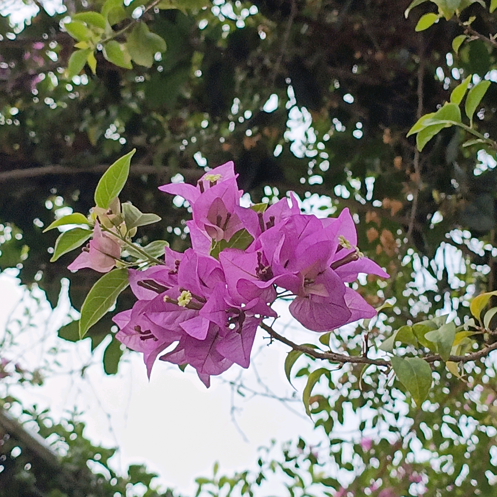 A close-up, low-angle shot captures a cluster of vibrant magenta bougainvillea flowers and green leaves against a blurred background of foliage and sky. The bougainvillea blooms, which are the focal point, display delicate, papery bracts with visible veins. Small, pale yellow stamen are visible at the center of some flowers. The surrounding leaves are varied in shade of green, some appearing glossy, while others are more matte. The background is heavily blurred, creating a bokeh effect with out-of-focus highlights that suggest sunlight filtering through leaves. The overall impression is of a lush, natural setting. The image was taken in Salatiga, Indonesia.