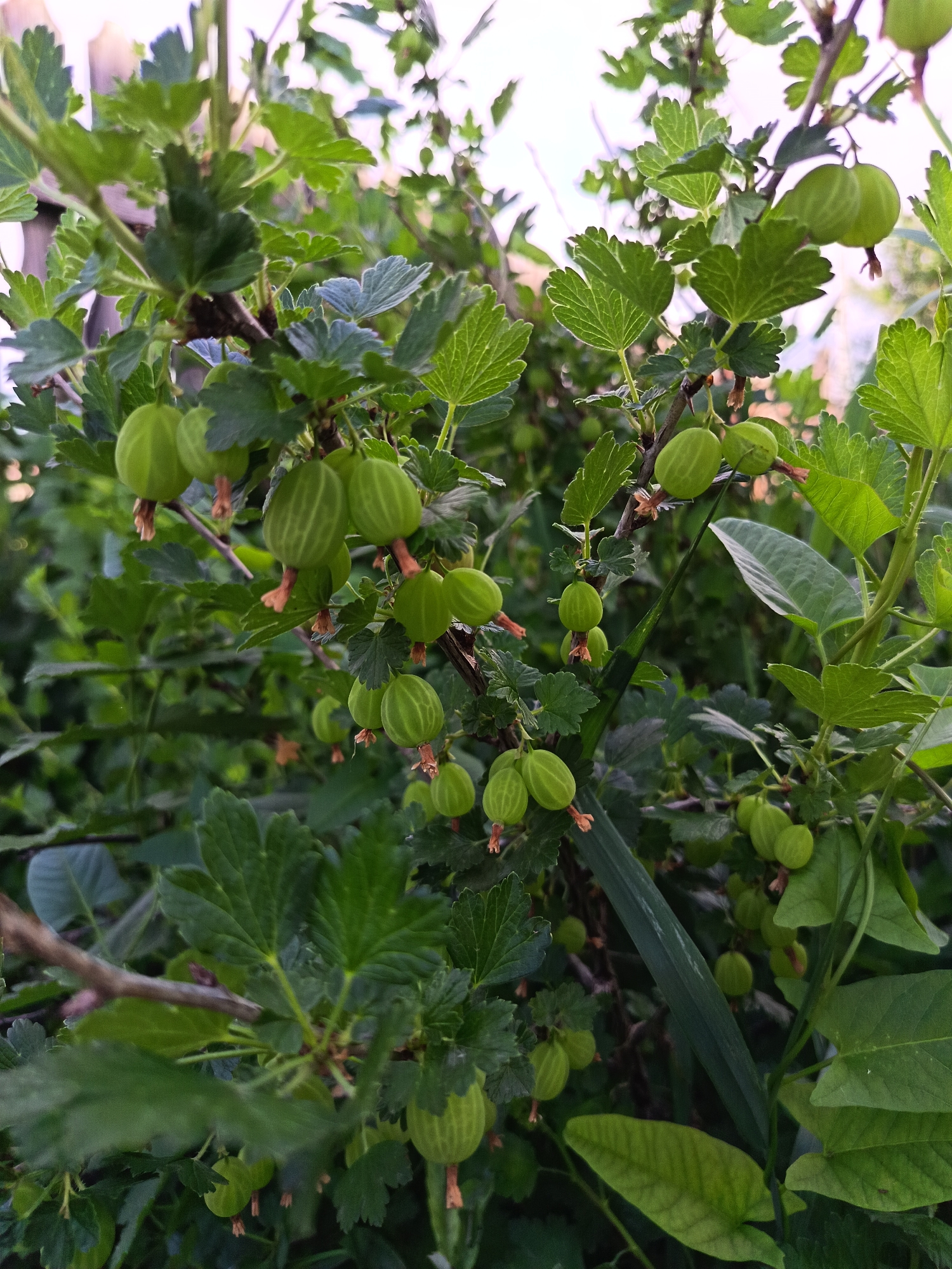 A close-up, outdoor shot captures a gooseberry bush laden with developing green berries. The berries, varying in size, hang from branches interspersed with serrated green leaves. The background is a blur of more foliage and a hint of a wooden fence, suggesting a garden setting in Soloneshnoye, Russia. The lighting is soft, with the bright sky creating a slightly overexposed backdrop. There are no people or animals present in the image.