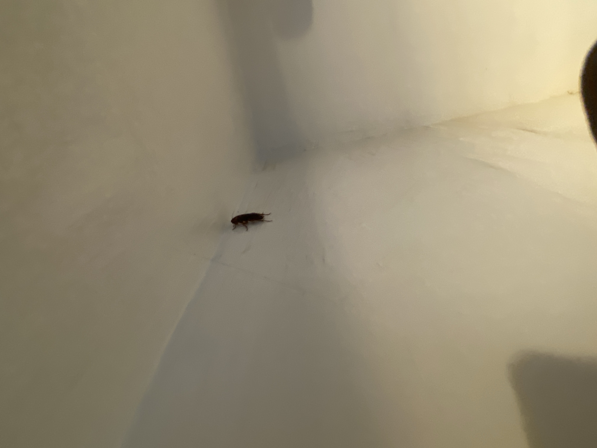 A single brown cockroach is clinging to a white wall in the corner of a room. The lighting in the room appears to be artificial, casting shadows on the walls. No other subjects or objects are clearly visible in the image, and there is no information about the city of Giginyu, Nigeria.