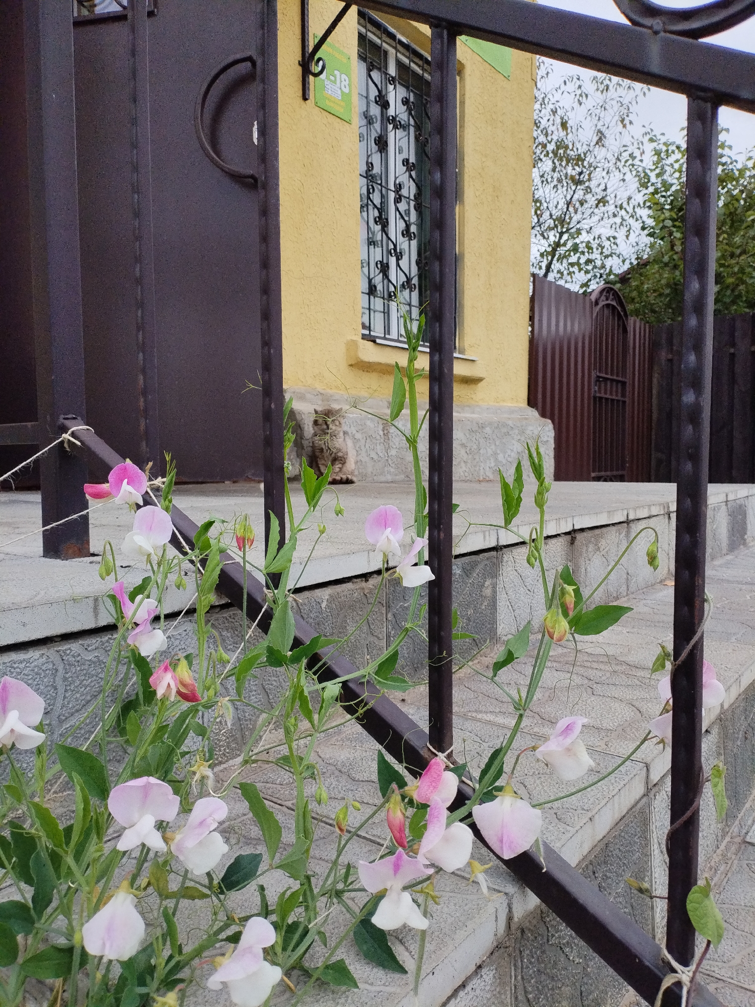 A light-colored, medium-sized cat is sitting on a concrete step outside a yellow building. The cat is facing left and looking at the camera. In the foreground, there are several pink and white flowers with green leaves. A dark metal railing runs diagonally across the image. Behind the cat, there is a dark brown metal door and a window with a decorative metal grate. A sign with the number "18" is visible on the yellow wall. A dark brown metal fence is also visible in the background, with trees and foliage behind it. The sky is overcast. The location is likely in Bialynichy, Belarus.