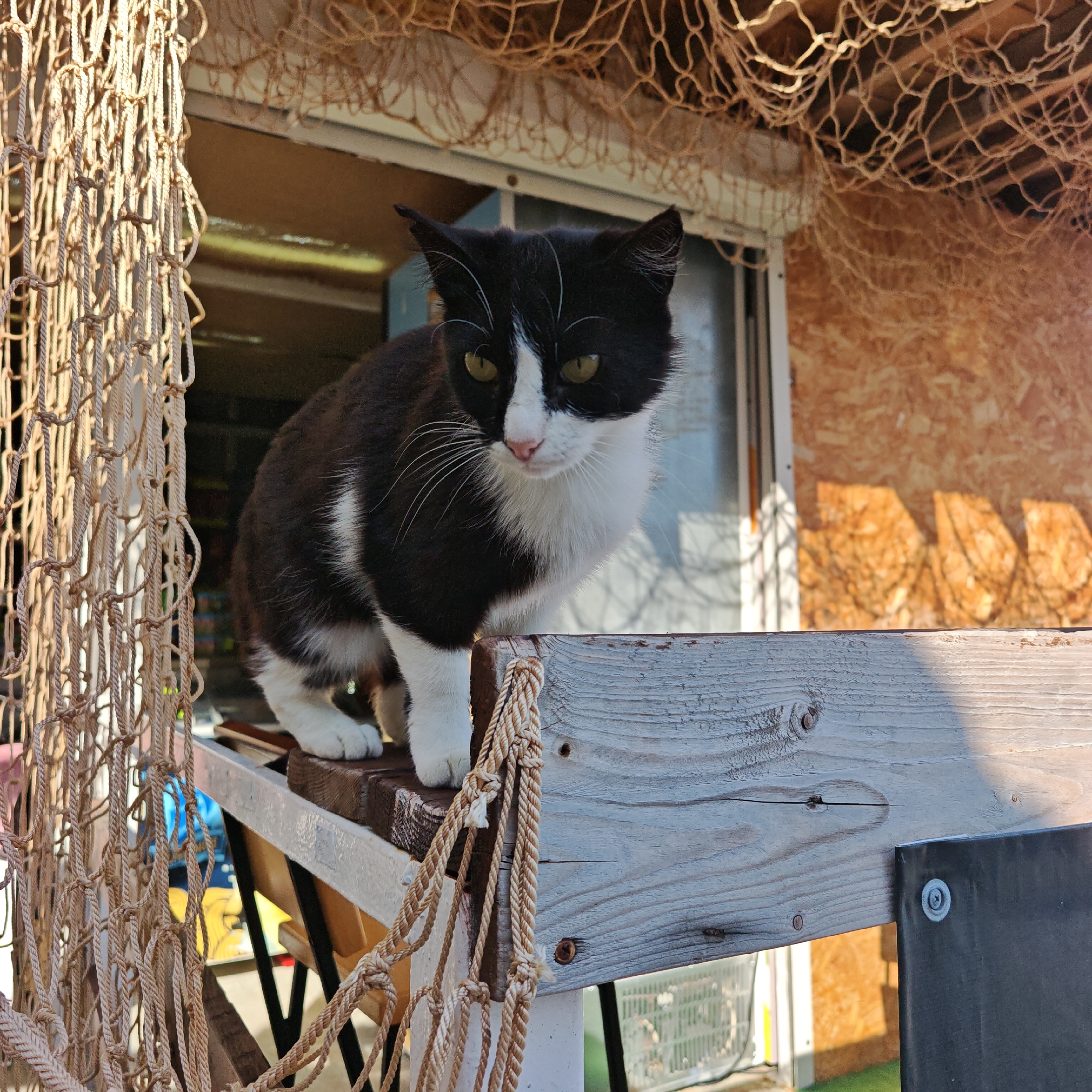 A black and white cat with yellow-green eyes sits on a wooden surface. The cat is facing the camera, with its head tilted slightly to the right. Its fur is predominantly black with white markings on its chest, face, and paws. The cat's ears are pointed, and its whiskers are prominent.
The cat is positioned on a white plank of wood, which appears to be part of a structure. Behind the cat, a wooden wall is visible, with a window or opening showing a blurred interior. Above the cat, a rough-textured net or netting is suspended. The lighting suggests it is daytime, with sunlight casting shadows. The overall setting appears to be outdoors or in a sheltered outdoor area. The wooden elements have a weathered appearance. In the background, a faint reflection can be seen in the glass of the window. The focus is primarily on the cat and the immediate wooden structure it is on.