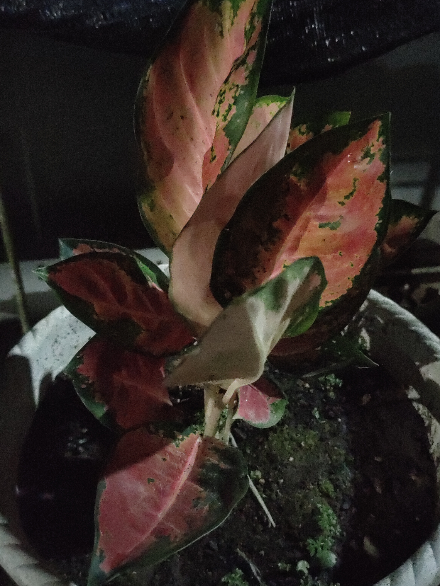 The image shows a potted Aglaonema plant with variegated leaves in shades of pink, green, and cream. The plant is in a white textured pot filled with dark soil and some moss. The background is dark, suggesting an indoor setting or nighttime. The scene is forensic in its detail, with no specific location in Rayeukmatangkuli, Indonesia, identifiable from the image itself. There are no people or actions depicted, only the plant and its immediate surroundings.