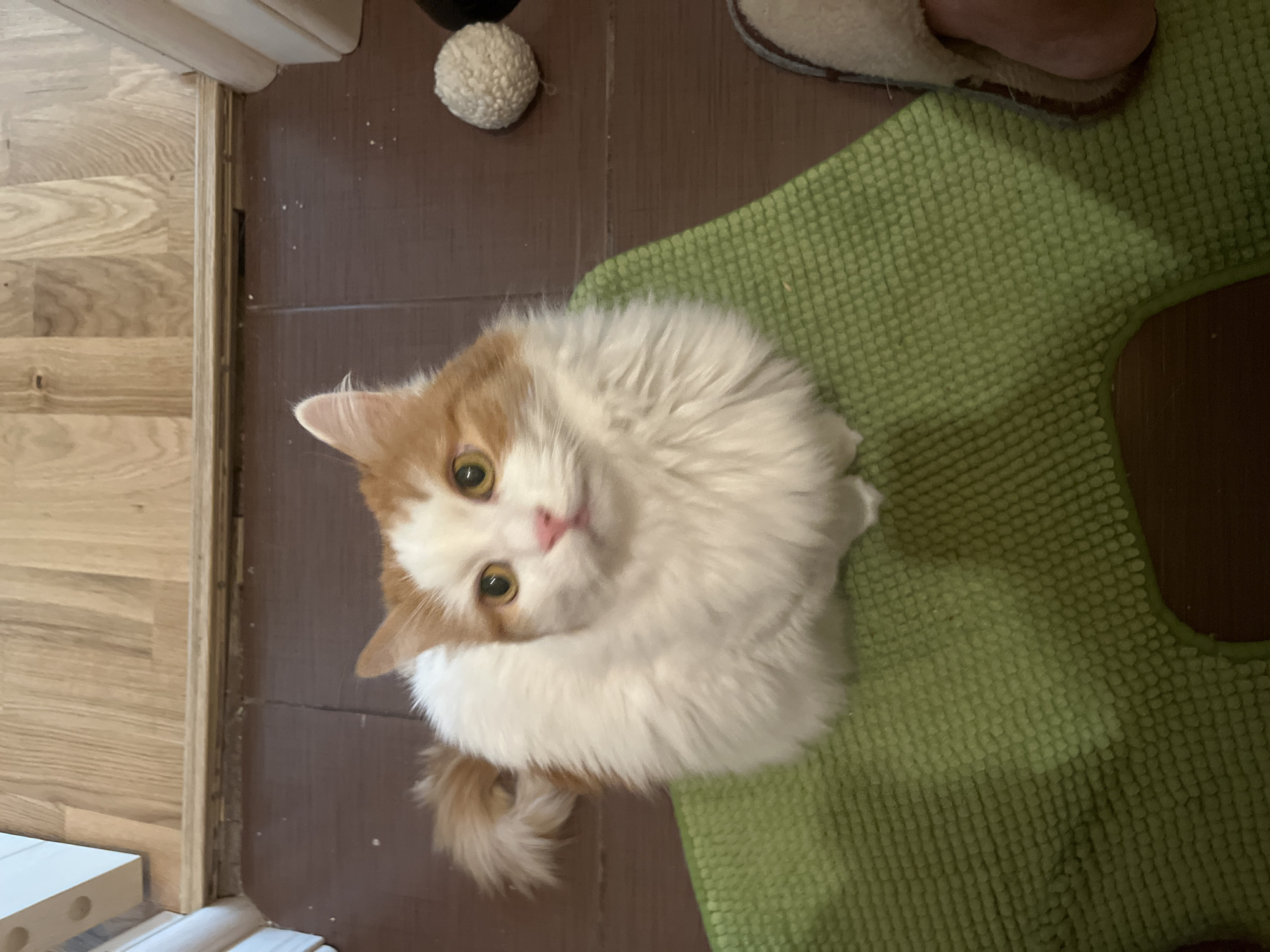 An orange and white fluffy cat sits on a green textured mat. The cat is facing upwards and looking at the camera with bright yellow eyes and a pink nose. Its tail is curled up around its back. The mat is on a dark wooden floor. To the right of the mat, there is a small, fluffy white ball and a person's foot wearing a slipper. In the background, there is light-colored wooden flooring and a white baseboard. This scene is likely indoors, possibly in a home. There is no information in the image that could suggest a location in Ivanteyevka, Russia.