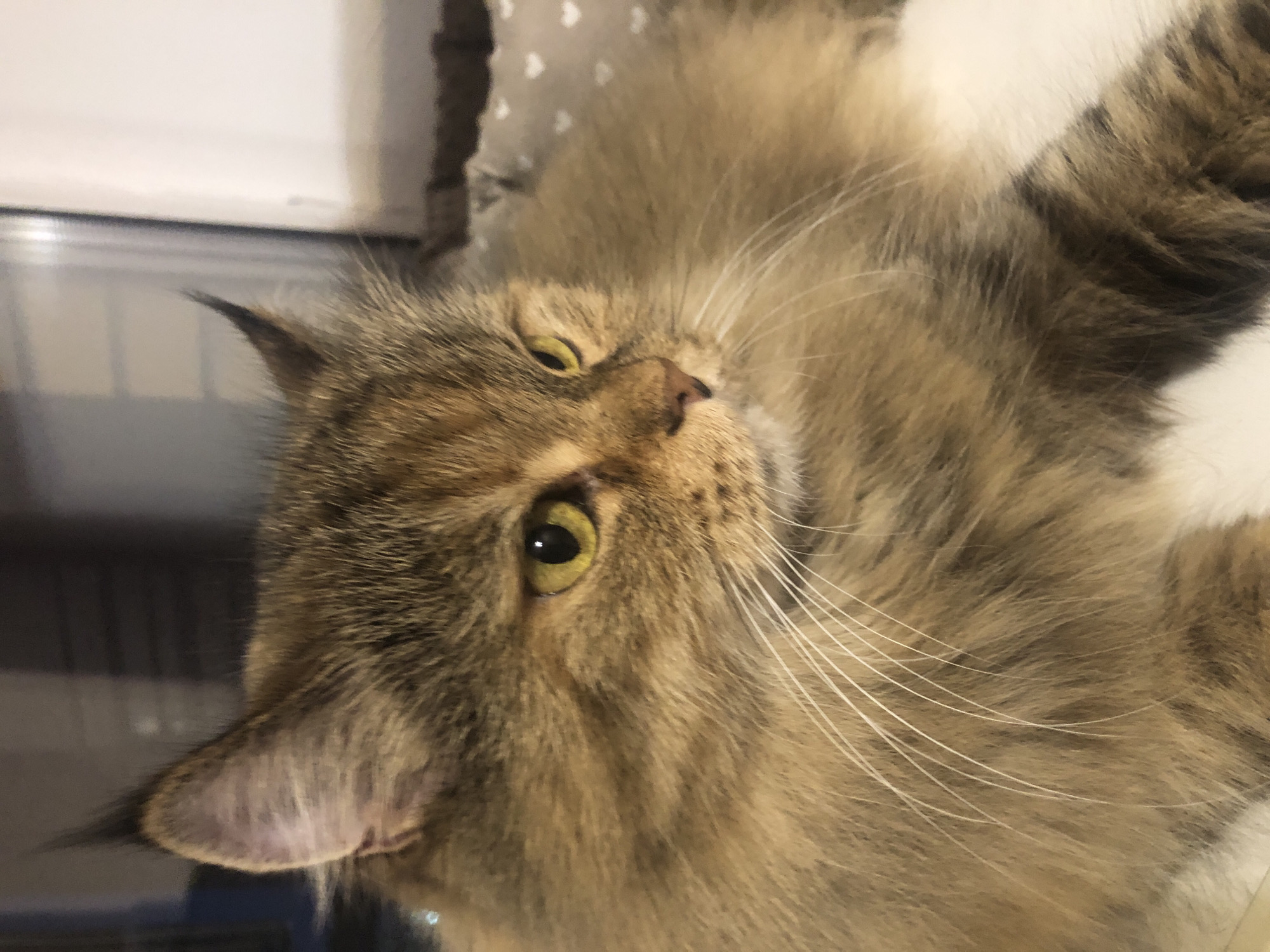A close-up, medium shot captures a fluffy, long-haired tabby cat with golden eyes. The cat is facing to the right of the frame, its head and chest filling the majority of the image. Its fur is a mix of brown, black, and lighter tan stripes. Prominent white whiskers fan out from its muzzle. The background is out of focus, showing a soft, patterned surface with small white hearts, possibly a pet bed or cushion. The lighting is soft and diffused, illuminating the cat's features. No specific urban or environmental details are visible to indicate a city location.