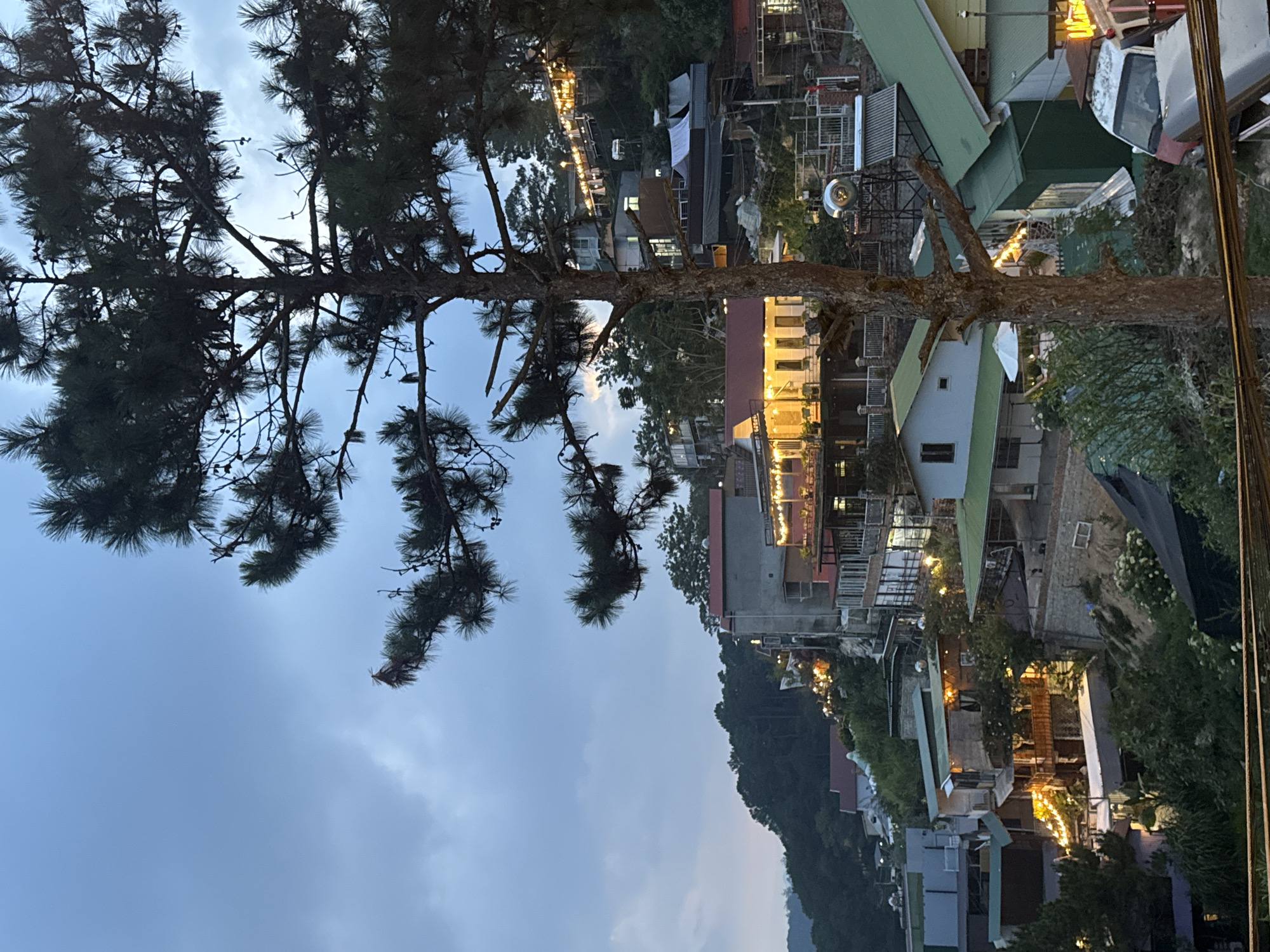 The image shows a view from what appears to be a hillside in Da Lat, Vietnam. The foreground is dominated by a large pine tree, partially obscuring the scene below. The town is nestled in a valley or on the slope of a mountain. Buildings are diverse in color and structure, with many illuminated by warm-toned lights, giving the town a cozy feel. Vegetation is abundant, blending the urban environment with the natural landscape. The sky is overcast.