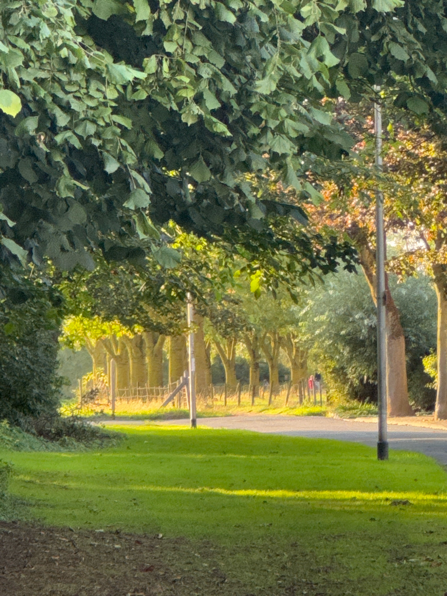 The image depicts a sun-dappled pathway lined with trees, likely in Cleves, Germany, given its known natural beauty and avenues. In the foreground, a neatly trimmed green lawn stretches out, bordered by a patch of dark soil. Beyond the lawn, a paved road curves gently, flanked by a row of trees whose trunks are illuminated by the low-lying sun. A simple wooden fence runs along the edge of the road, separating it from a grassy area. Two figures, one in red and another in a darker color, are visible in the distance walking on the road, suggesting a leisurely stroll. The overall atmosphere is serene, with the sunlight creating a warm and inviting ambiance.