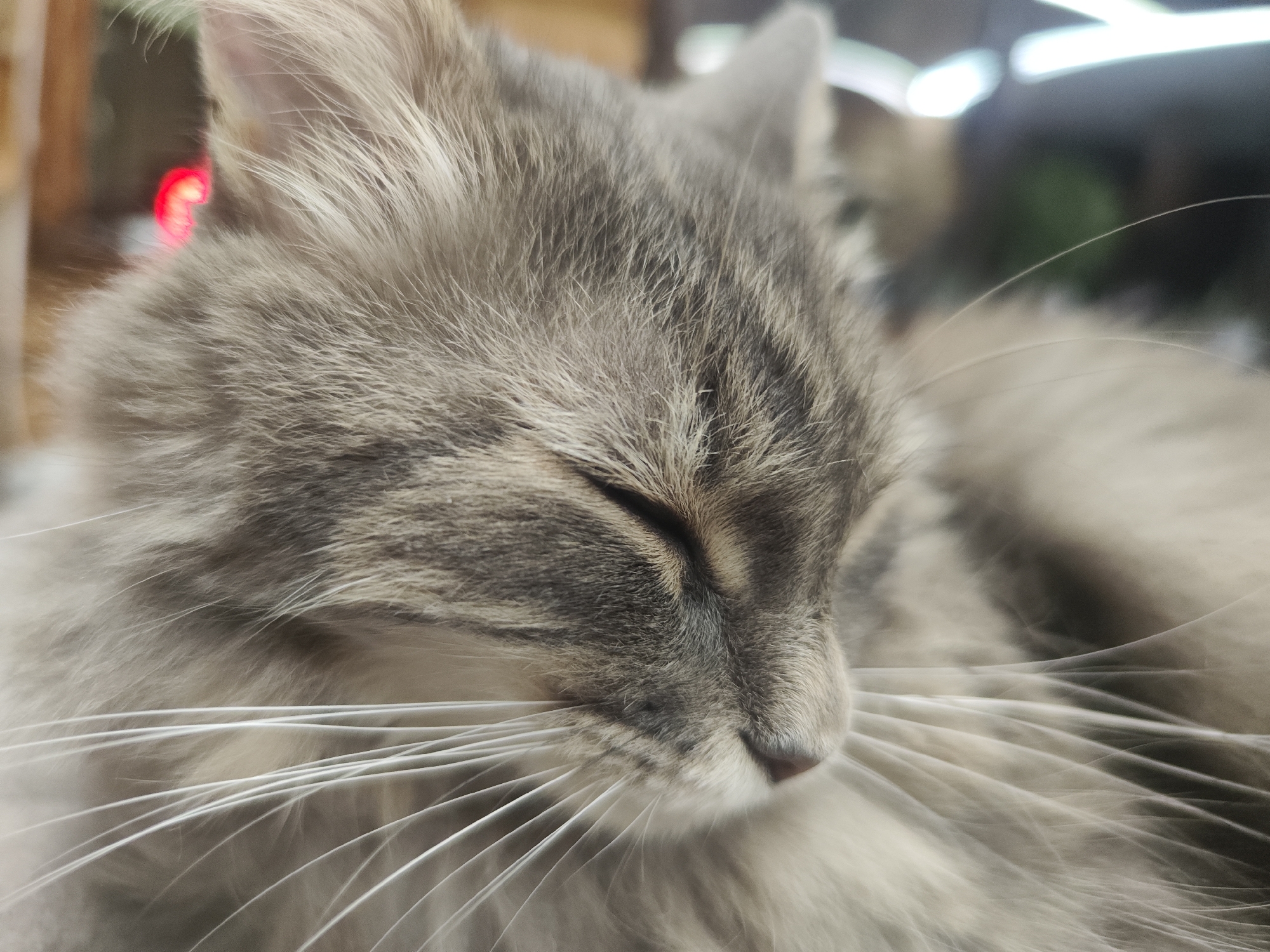 A close-up, shallow depth of field photograph captures the peaceful slumber of a long-haired tabby cat. The cat, exhibiting shades of grey and silver with subtle darker tabby stripes, rests with its eyes gently closed, suggesting a state of deep relaxation. Its face and upper body dominate the frame, highlighting the soft, dense fur and numerous long, white whiskers that fan out from its muzzle. The lighting appears soft, emphasizing the textures of the cat's coat.
The background is significantly blurred, indicating an indoor setting. Hints of artificial light are visible, including a distinct red blur in one area and elongated white light sources, possibly fluorescent tubes, in another. The overall atmosphere conveyed is one of tranquility and calm. No specific objects other than the cat are clearly discernible, nor is any text visible. While the location is specified as Chaikovsky, Russia, the image itself does not contain any visual cues to confirm this geographical detail. The focus is entirely on the serene cat.