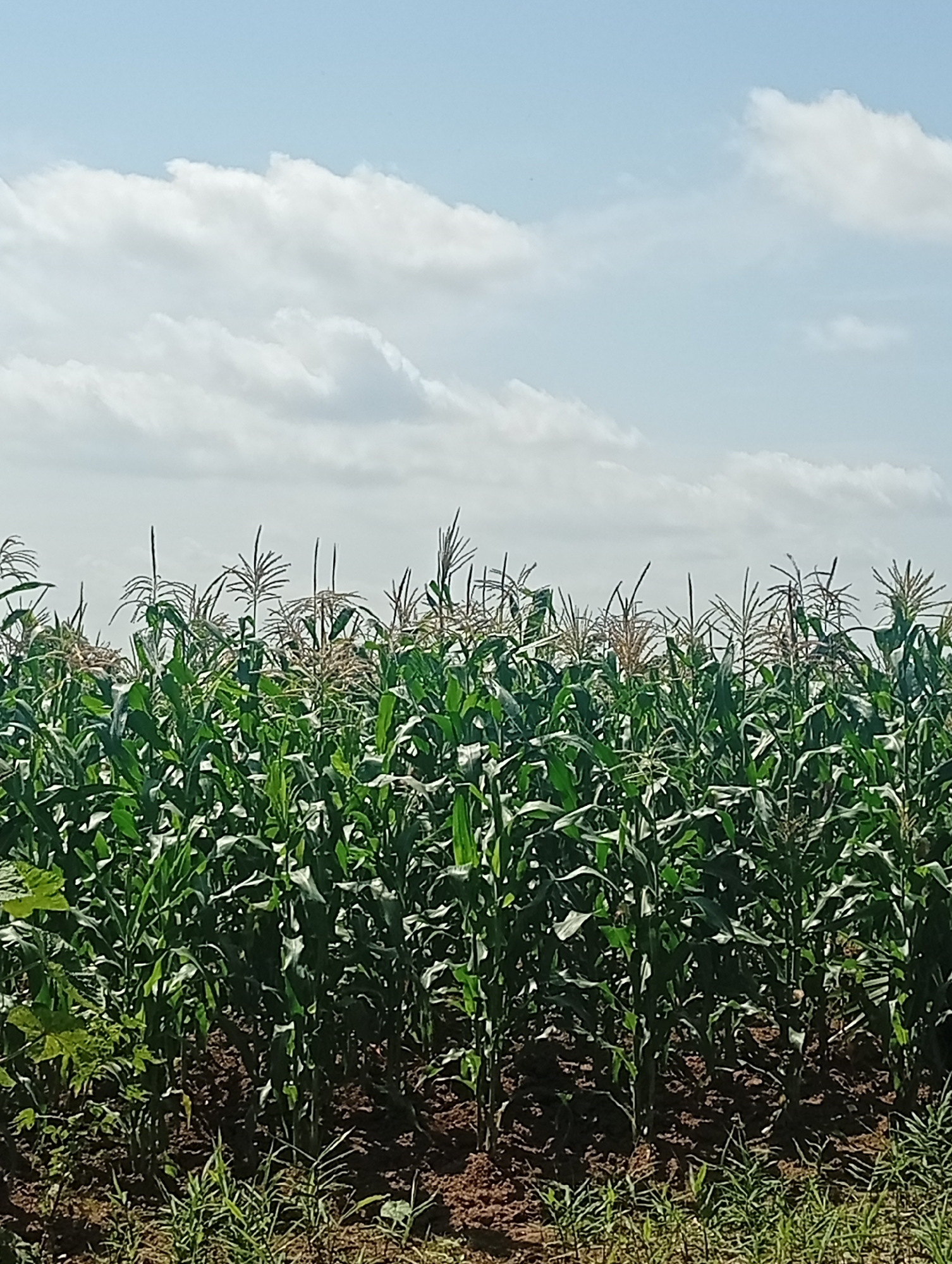 This is a photograph of a cornfield under a partly cloudy sky. The corn stalks are tall and green, with some tassels visible at the top. The field is planted in dark soil, and there is some green grass growing at the bottom of the frame. The sky is a light blue with scattered white clouds. The image appears to be taken during daylight. This scene is likely in an agricultural area, possibly in or near Kukum, Nigeria, a city known for its agricultural activities.