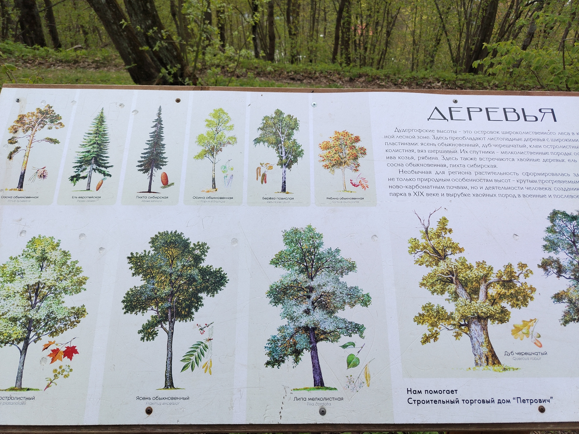 The image shows an informational sign about trees found in the Duderhof Heights (Дудергофские высоты) area, located in Krasnoye Selo, Russia. The sign features illustrations of various tree species along with their names in Russian and Latin. From left to right, the trees depicted are: Scots pine (Сосна обыкновенная / Pinus sylvestris), European spruce (Ель европейская / Picea abies), Siberian fir (Пихта сибирская / Abies sibirica), Common aspen (Осина обыкновенная / Populus tremula), Weeping birch (Берёза повислая / Betula pendula), Rowan (Рябина обыкновенная / Sorbus queuparia), Norway maple (Клен остролистный / Acer platanoides), Common ash (Ясень обыкновенный / Fraxinus excelsior), Small-leaved lime (Липа мелколистная / Tilia cordata), and English oak (Дуб черешчатый / Quercus robur).
The text on the sign briefly describes the forest composition of Duderhof Heights, mentioning that broadleaf trees dominate, including ash, oak, maple, small-leaved lime, and rough elm, as well as some coniferous trees like spruce, pine, and Siberian fir. The sign attributes the unusual vegetation of the region to both natural features (such as well-warmed carbonate soils) and human activity (like the creation of a park in the 19th century and the logging of coniferous species during and after the war).
At the bottom of the sign is the phrase "Нам помогает Строительный торговый дом "Петрович", indicating the information is sponsored by a building supply store.