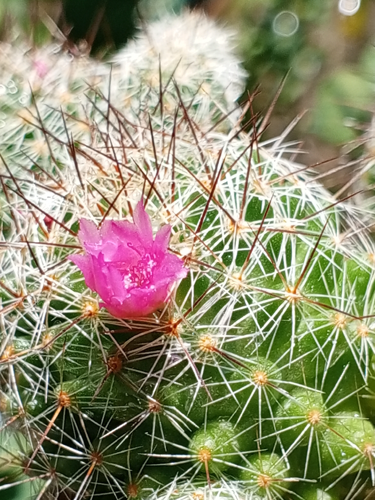 A close-up shows a cactus with a bright pink flower blooming on its side. The cactus is green and covered in white and brown spines. The flower petals appear slightly wet. The background is blurred, but green foliage is visible. The location is not discernible from the image.