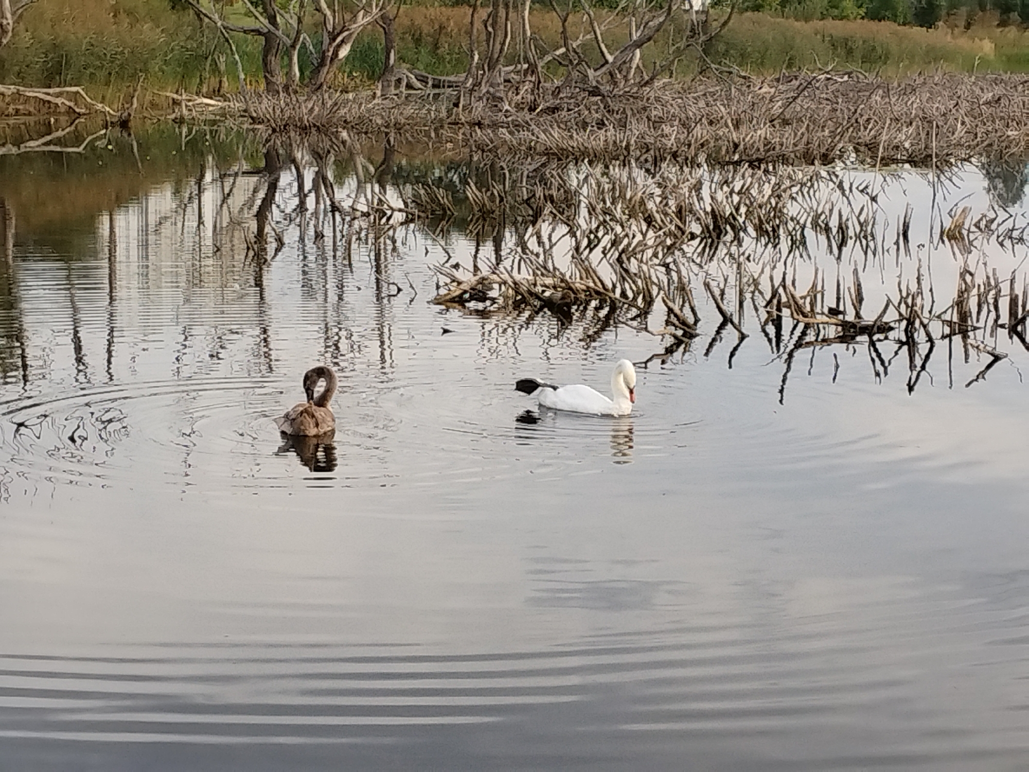 Two swans are swimming in a calm body of water, possibly a lake or river. One swan is a darker brown, possibly a cygnet or a young swan, and is positioned to the left of the frame, creating ripples as it moves. The other swan is white and is swimming to the right, with its head turned to the right. The water reflects the surrounding environment, which includes trees with bare branches and green foliage in the background. The reflections create a somewhat abstract pattern on the water's surface. The overall scene is natural and serene, suggesting a peaceful wildlife setting. It is not possible to determine the location as Minsk, Belarus, from the image alone.