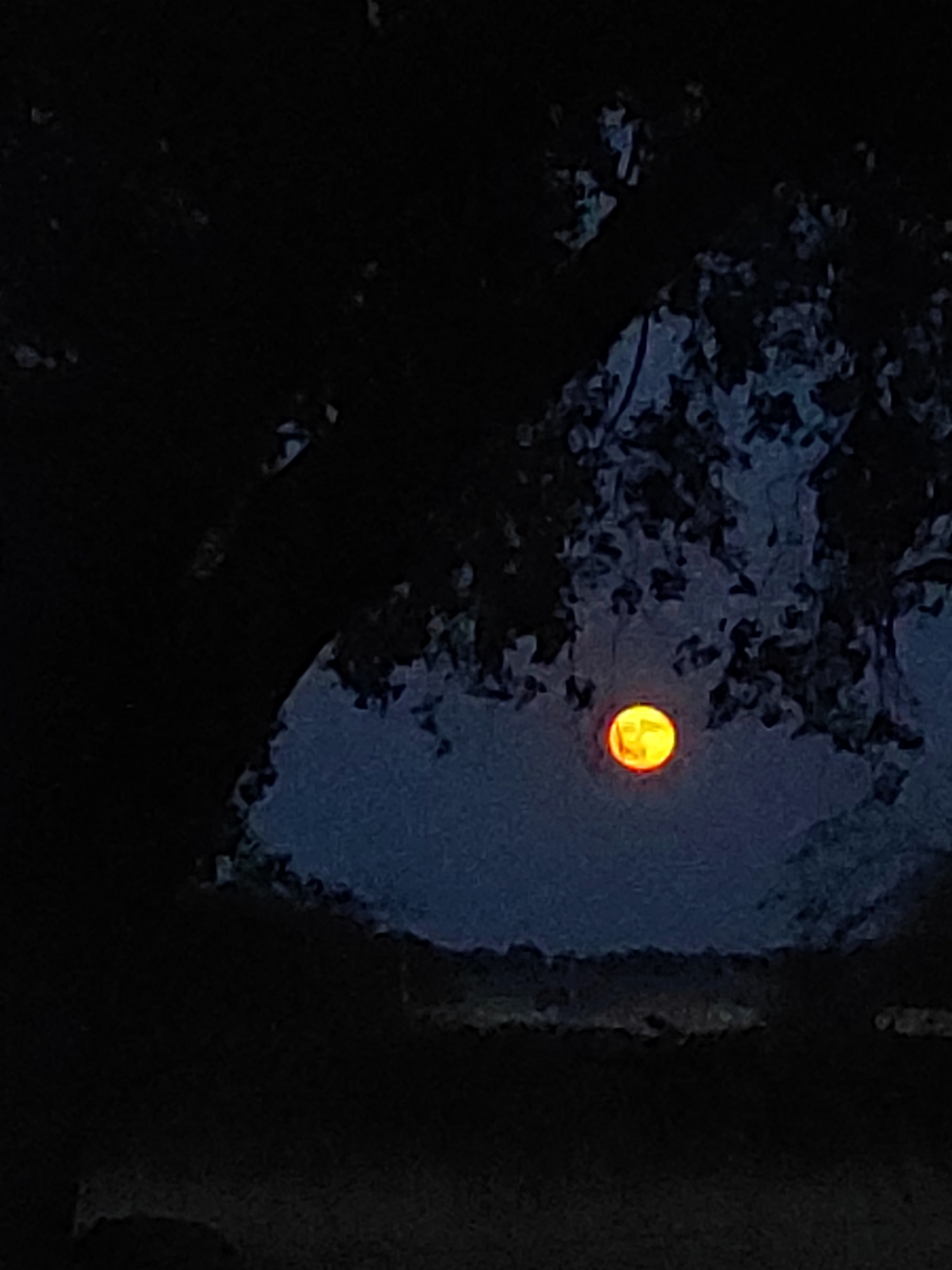 A full moon, with an orange-yellow hue, is visible through the dark silhouette of tree branches. The moon appears to be partially obscured by the foliage, creating a dappled effect. The background is a dark, hazy blue, suggesting a twilight or night scene. The image is taken from a low angle, looking up towards the moon and the trees. There are no people or other discernible objects in the frame. The location is not identifiable from the image itself.