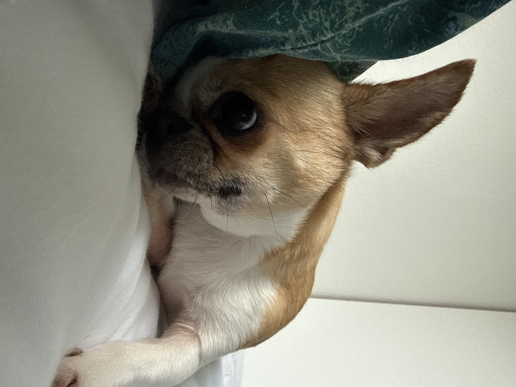 A tan and white Chihuahua dog is partially visible, nestled between a white pillow or cushion and a patterned green blanket or fabric. The dog is looking towards the viewer with a slightly tilted head and a concerned expression. The background is a plain white wall. There is no indication of the location being in Lauchhammer, Germany.