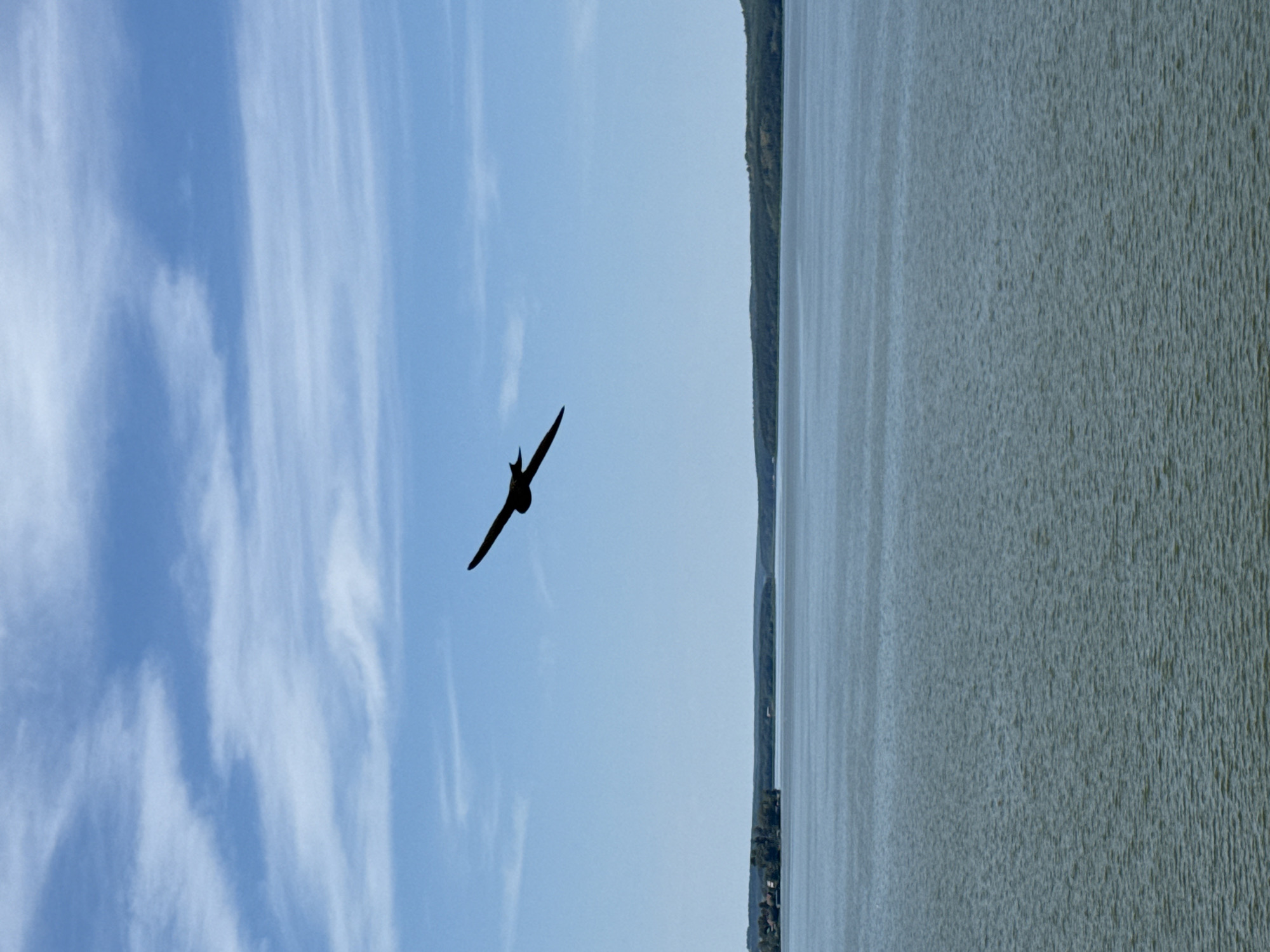 A solitary bird in silhouette soars against a bright blue sky dotted with wispy white clouds. The bird is positioned in the upper-right quadrant of the frame, its wings outstretched in flight. Below the bird, a vast expanse of calm, greyish-blue water stretches horizontally across the lower two-thirds of the image. The horizon line, where the water meets the land, is visible in the distance. Along this horizon, a thin strip of dark green, tree-covered land forms a distant shore. To the far left, a small, densely wooded island with some visible structures breaks the uniformity of the landscape. The scene depicts a natural, open environment, likely a large body of water such as a lake or reservoir, under a clear sky. The specific location in Votkinsk, Russia, is not identifiable from the visual elements of the image.