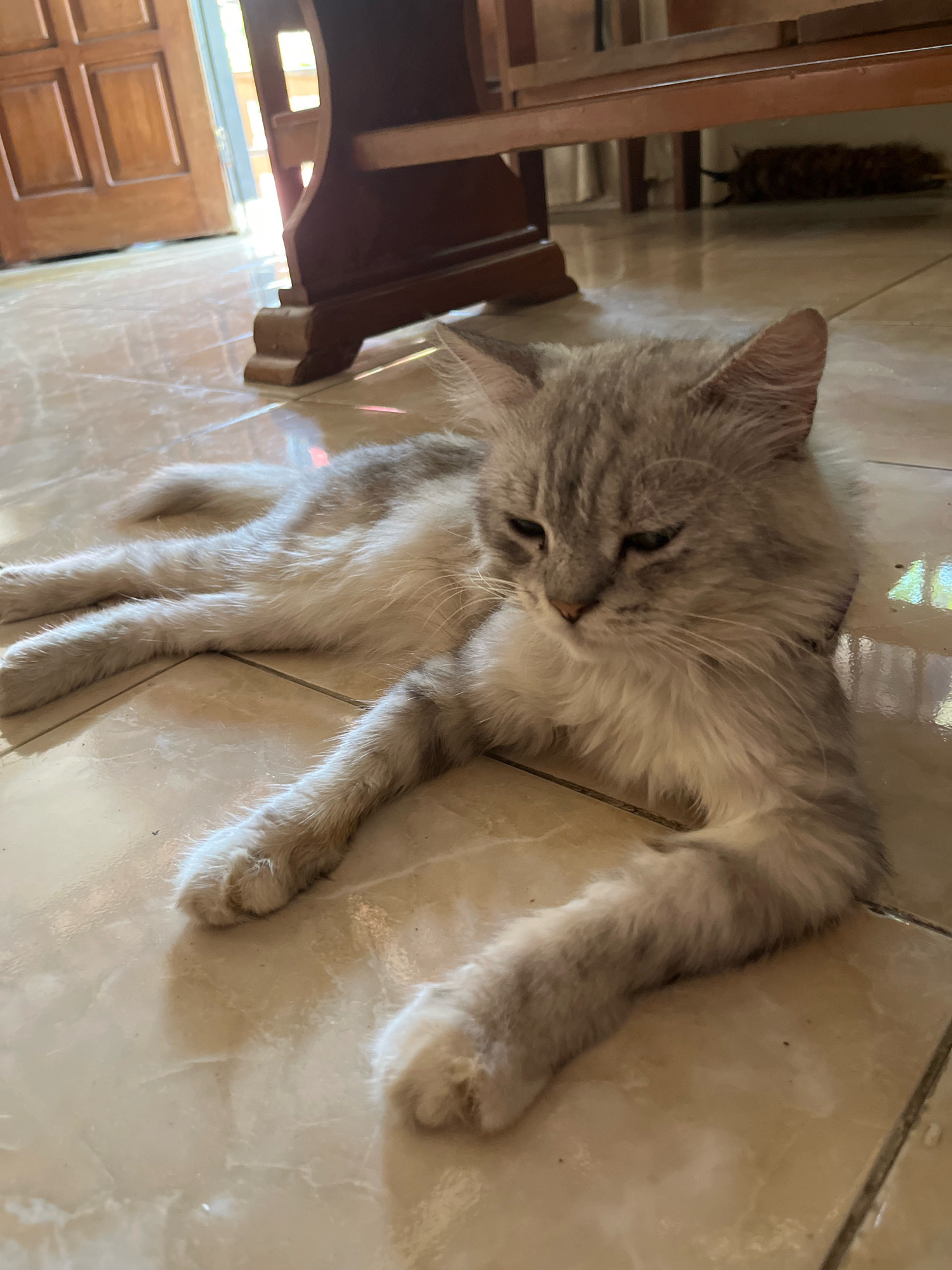 A long-haired, grey and white cat is lying down on a tiled floor. The cat is facing towards the right side of the frame with its head resting on its paws. The background shows a wooden door, a wooden chair or table, and a light-colored wall. The floor tiles are a light beige color. The scene appears to be indoors, possibly in a residential setting in Jatirogo, Indonesia.