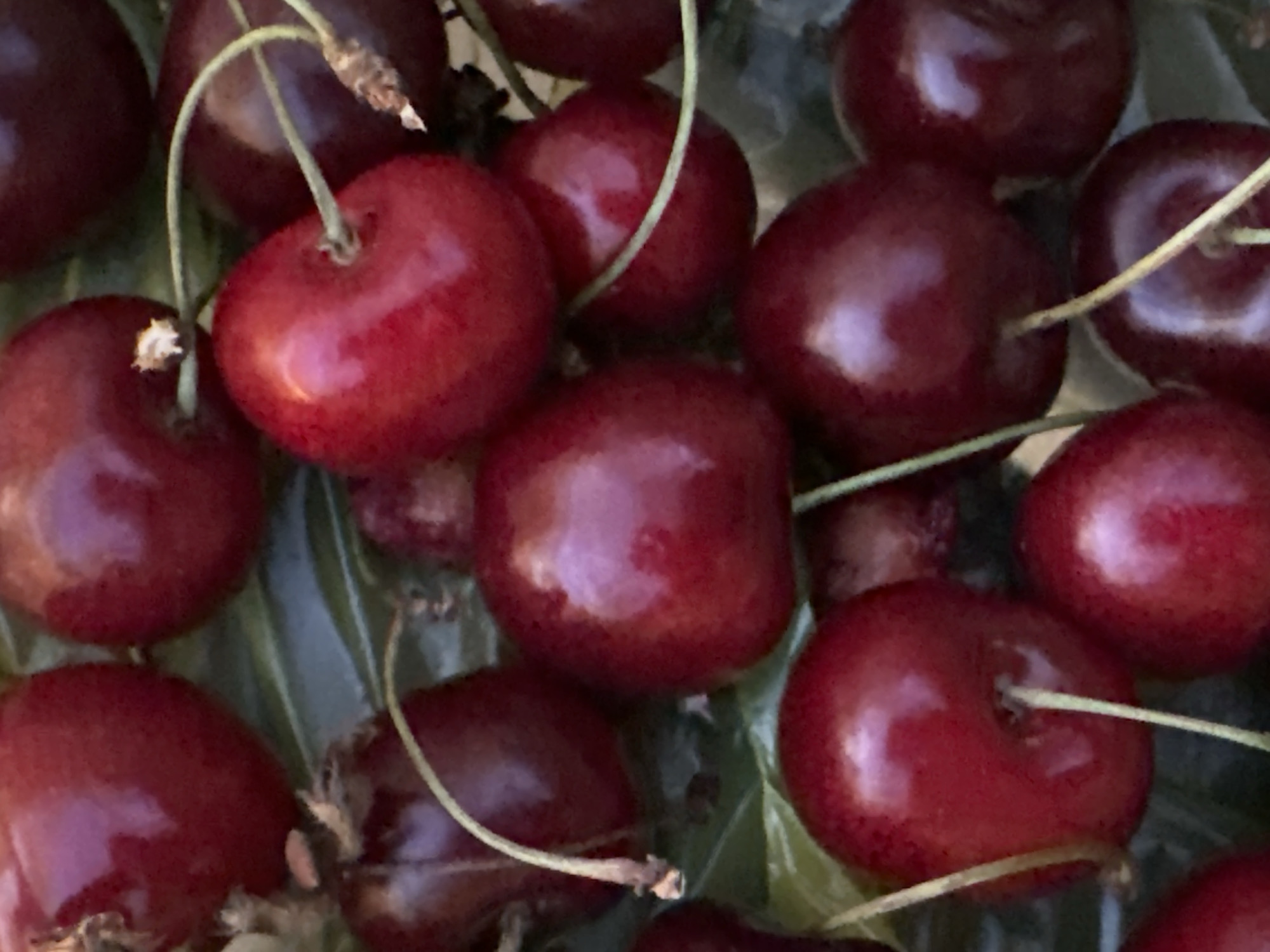 The image is a close-up, top-down view of a cluster of ripe cherries with visible stems and leaves. The cherries are a deep red color and appear plump and glossy, reflecting light. The background consists of blurred green leaves. The image does not contain any information that would allow for the identification of its location in Vityazevo, Russia, or any details about people, actions, or interactions. It is a still life composition focused solely on the cherries.