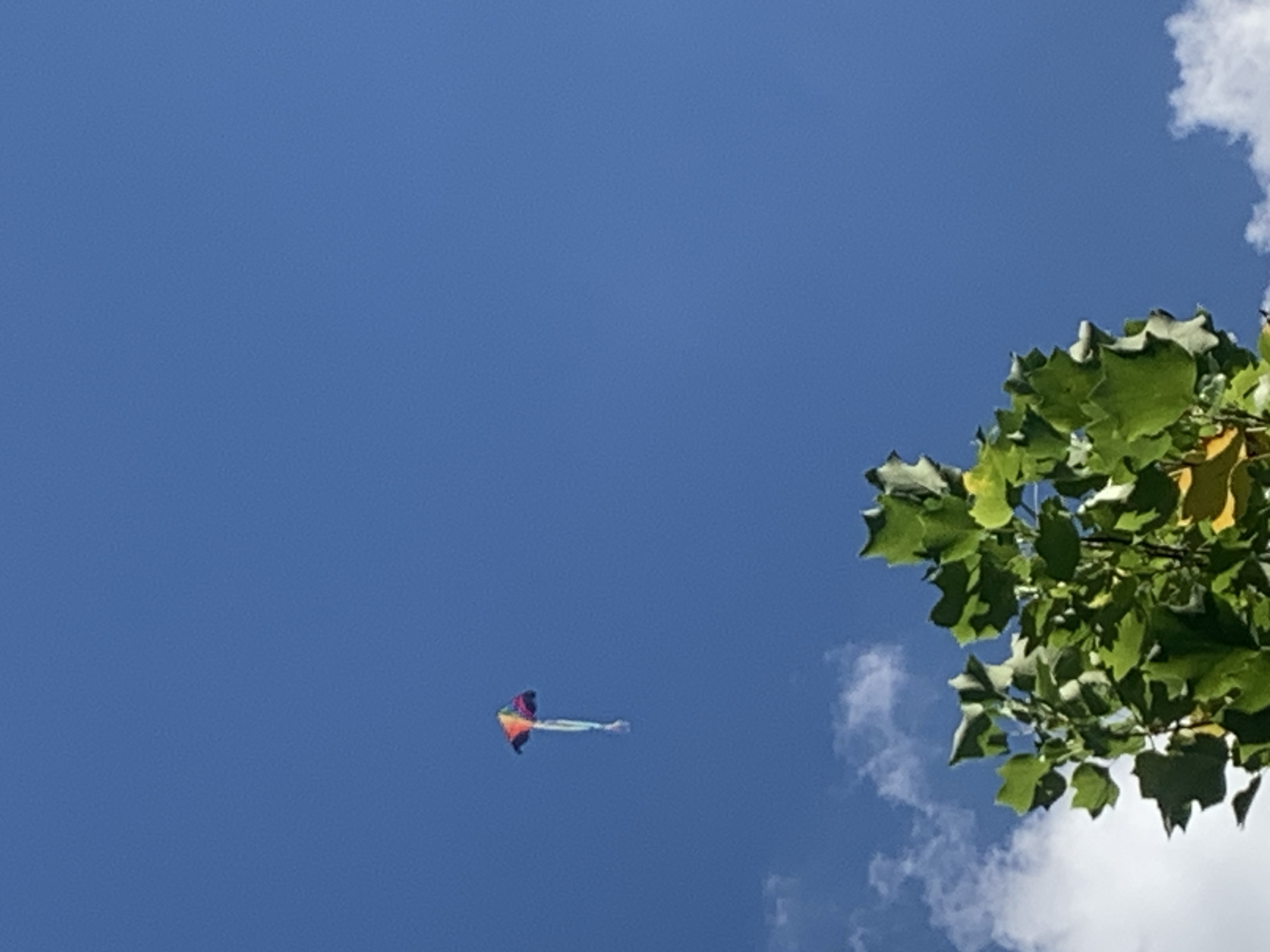 The image shows a kite flying in a clear blue sky. The kite is small and multi-colored, with a long tail. Below the kite, the top branches of a tree with green leaves are visible. A few white clouds are also present in the sky. The scene is observed from a low angle, looking upwards. No specific location in Lviv, Ukraine can be identified from the image. There are no people or interactions depicted.