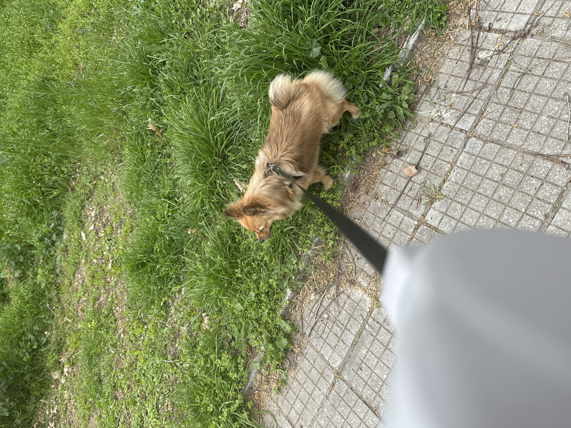 A medium-sized, brown dog stands in green grass next to a stone-tiled walkway in Plovdiv, Bulgaria. The dog is leashed with a black leash. A blurred white object obscures part of the walkway.