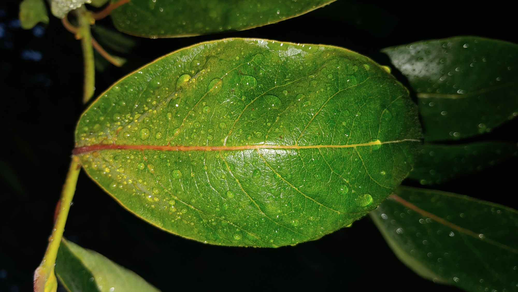 A close-up, vertical, low-angle shot shows a single, bright green leaf with prominent veins. The leaf is covered in numerous small, clear water droplets, and a thin, reddish-brown line runs down the center from the stem. The leaf is partially supported by a thin, yellow-green stem. The background is completely dark and out of focus, suggesting the photograph was taken at night or in a very shaded area. Other out-of-focus green leaves with water droplets are visible in the foreground and background. There are no people or animals present. The scene is devoid of any urban elements, making it impossible to determine a specific location within Mukachevo, Ukraine. The image captures a natural, detailed view of a leaf after a rainfall or due to dew.