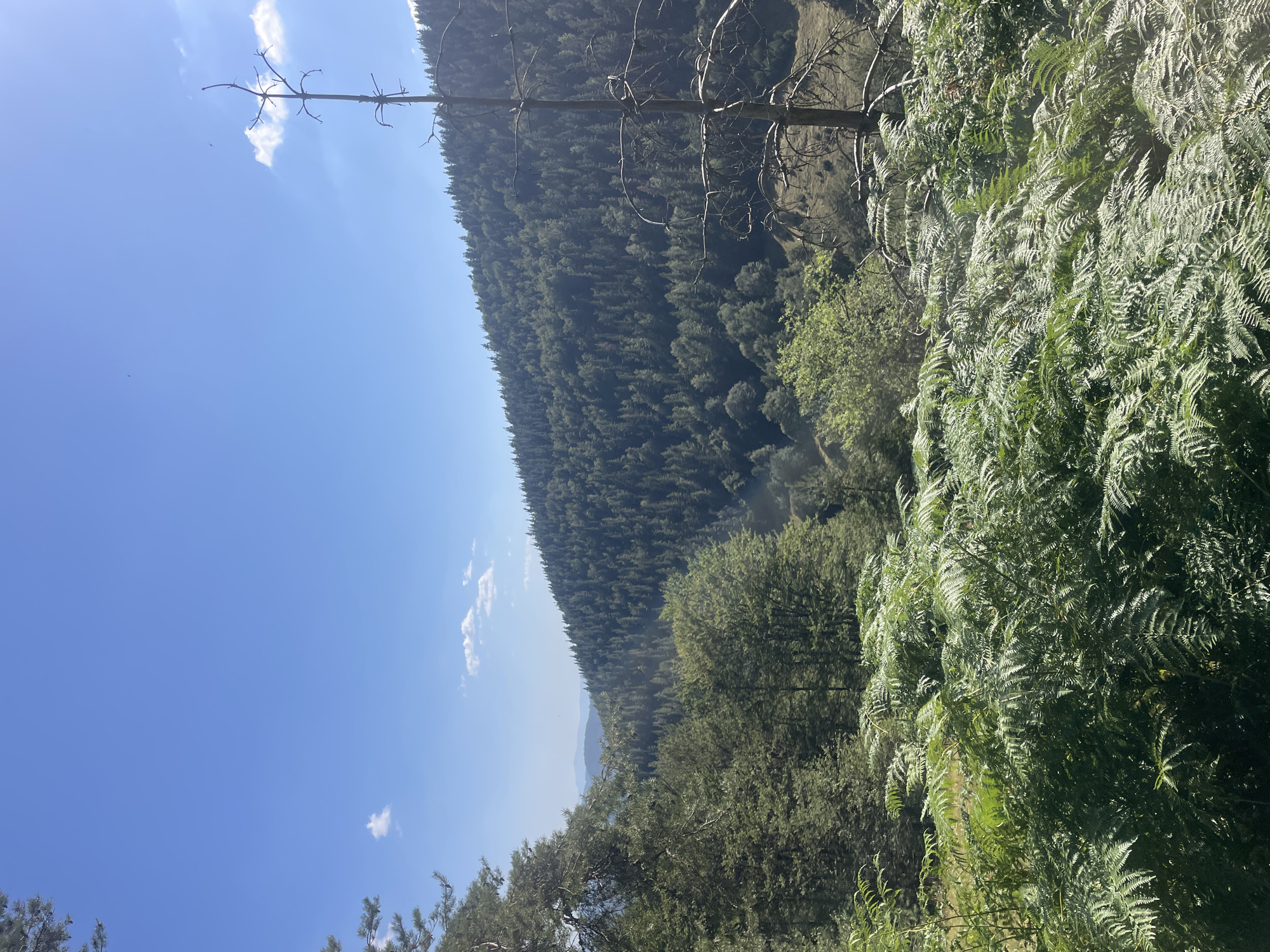 A bright, sunny day bathes a verdant mountain landscape. The foreground is dominated by lush green ferns, their fronds spread wide. Beyond them, a dense forest of evergreen trees blankets a sloping mountainside, stretching towards the horizon. In the distance, faint blue mountain ranges are visible under a clear, bright blue sky dotted with a few wispy clouds. A tall, bare, dead tree stands prominently in the mid-ground on the right, its stark silhouette contrasting with the surrounding greenery. The scene is likely in the rural mountainous region near Bosilkovo, Bulgaria, given the natural terrain and vegetation.