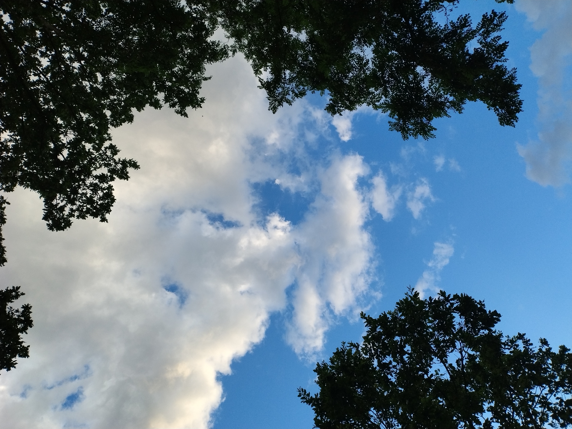 A low-angle shot captures a bright blue sky with scattered white clouds, framed by the dark silhouettes of tree branches and leaves in the foreground. The branches appear to be from deciduous trees, with a leafy texture visible against the sky. The lighting suggests it is daytime, likely mid-afternoon given the brightness of the sky and the absence of strong shadows. The scene is devoid of any human presence or man-made structures, focusing solely on the natural elements of the sky and trees. The location in Dobev, Czechia, implies a natural or semi-natural setting, perhaps a park, a garden, or the edge of a wooded area within or near the town.