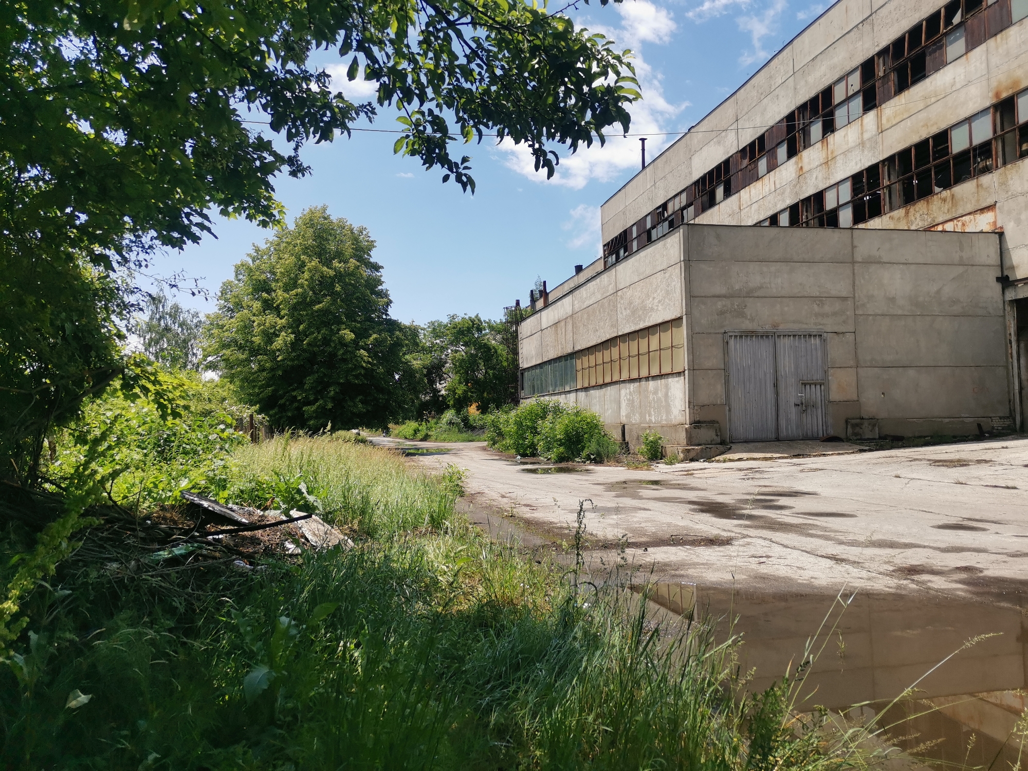 This outdoor image presents a scene of an abandoned industrial or warehouse complex in Zhivkovo, Bulgaria, with nature beginning to reclaim the man-made structures. The main subject is a large, multi-story concrete building on the right, characterized by its utilitarian design and evident state of disrepair. Many of its windows are broken, missing glass, or show heavy rust on their frames, while some lower sections appear boarded or obscured. Large, weathered metal doors are visible on the ground level of the building.
The foreground and left side of the image are dominated by overgrown, lush green vegetation, including tall grasses, bushes, and a dense canopy of trees. A large, leafy tree branch extends into the upper left, partially obscuring the sky. A concrete or asphalt path, cracked and showing signs of wear, cuts through the scene. Several significant puddles of water are present on the path, reflecting the sky and parts of the building, suggesting recent rainfall or poor drainage. A pile of debris, including branches and waste, is partially hidden by tall grass in the mid-left.
The sky above is bright blue with scattered white cumulus clouds, indicating a clear, sunny day, likely mid-morning or afternoon. No people are present, and there is no visible activity taking place. The overall atmosphere conveys a sense of abandonment, decay, and the quiet return of nature to an industrial site. No text is visible in the image.