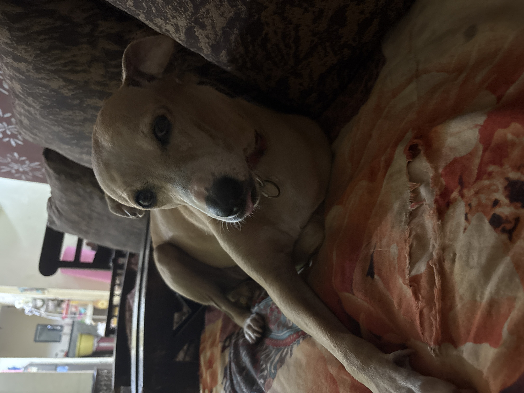 A light-colored dog with dark eyes and floppy ears lies on a sofa in Ashvem, India. The dog's body is mostly visible, with its head turned to the left. It is wearing a collar with a ring. The sofa is covered in a patterned fabric with brown and black colors. In the background, there is a glimpse of a room with furniture and a window, suggesting an indoor setting. The lighting is dim, creating shadows and highlighting certain areas of the scene.