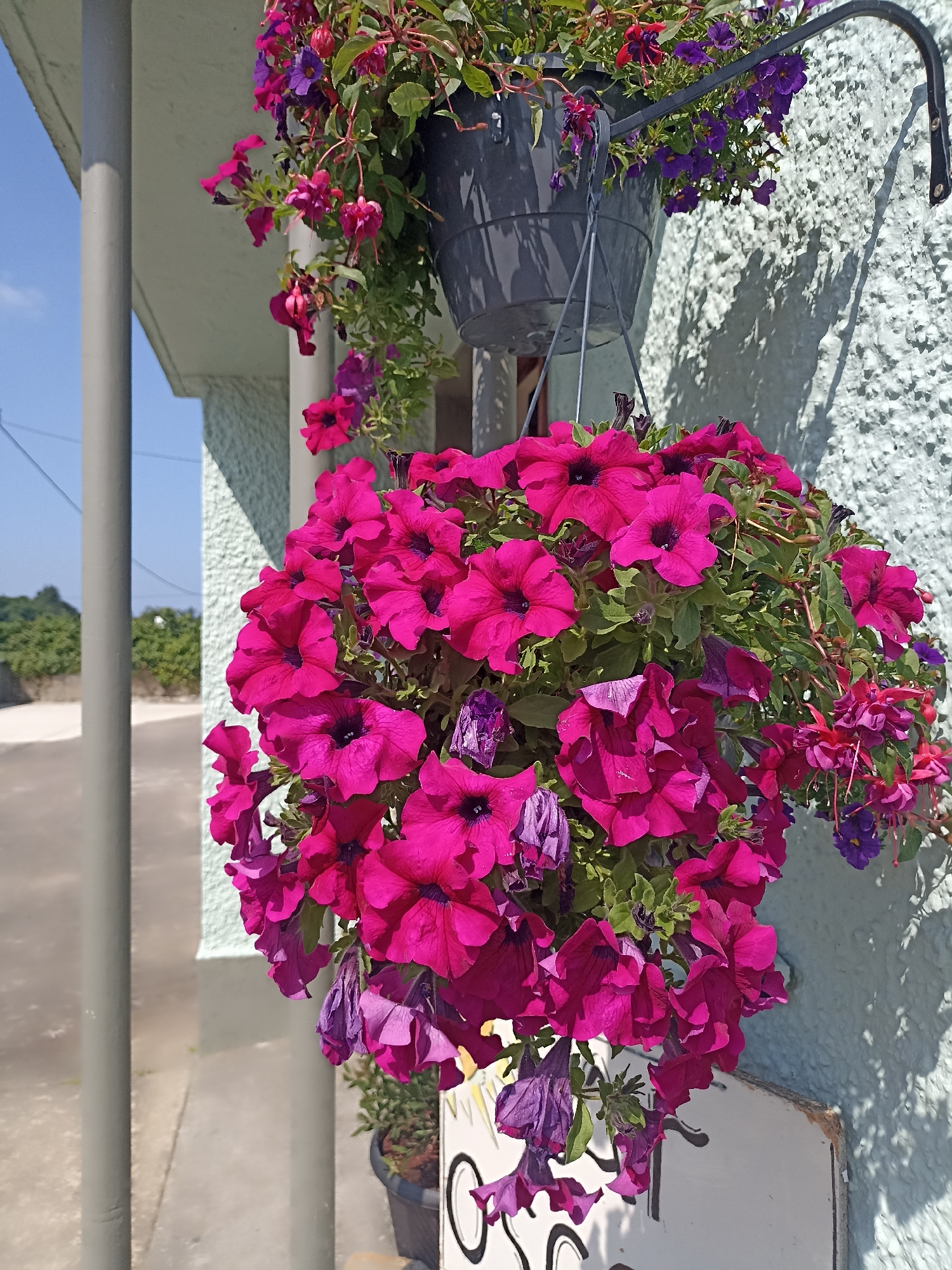 This is a close-up, eye-level, medium shot of two hanging baskets filled with vibrant fuchsia petunias and purple flowers. The baskets are suspended outdoors against a light blue, textured wall, casting shadows that suggest bright sunlight. In the background, a grey pillar and a portion of a building with a pale green wall are visible, along with a clear blue sky and some greenery, indicating an outdoor setting. The petunias are a deep pink to fuchsia color, with dark centers, and their petals are slightly ruffled. Some of the flowers are in full bloom, while others are beginning to wilt or have already faded. The purple flowers are smaller and more delicate, interspersed among the petunias. The overall scene conveys a sense of natural beauty and domestic decor. The location is identified as Annagry, Ireland.