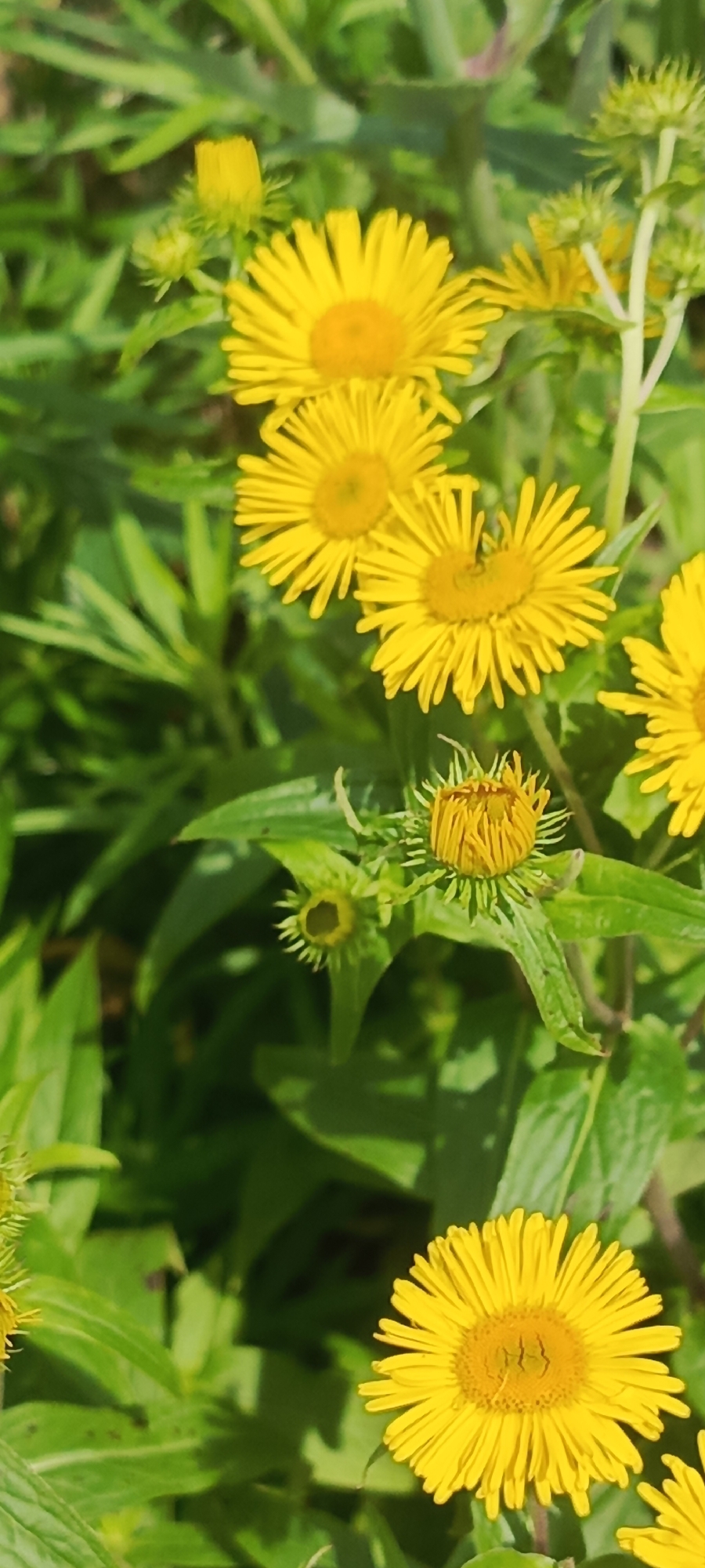 The image displays a close-up view of yellow flowers, possibly Elecampane, amidst lush green foliage. Several fully bloomed flowers with prominent yellow petals radiating from a central disc are visible, along with some unopened buds. The background is a blur of green leaves, suggesting an outdoor natural setting. The lighting indicates a daytime scene. There are no people or man-made structures present. The location in Vladivostok, Russia, cannot be determined from the visual information provided in the image.