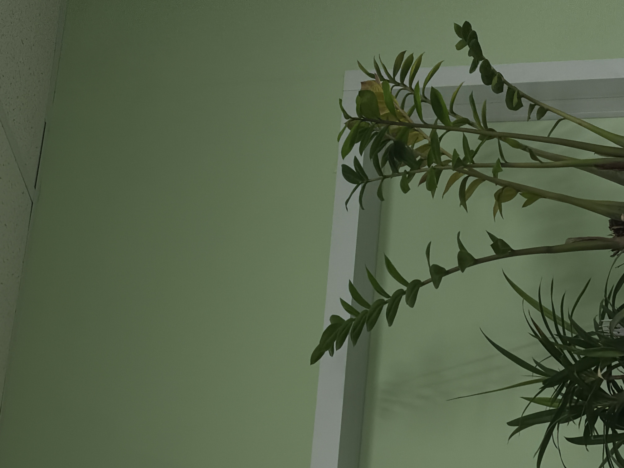 A close-up shot shows the corner of a room featuring light green walls. A white frame-like structure, possibly part of a shelf or window, borders the right side. A potted plant with long, green stems and leaves is positioned to the right, partially obscured by the frame. The scene appears to be indoors, and the lighting is soft and diffused. The image is devoid of people or dynamic action. There is no information available to confirm that the location is in the city of Chaikovsky, Russia.