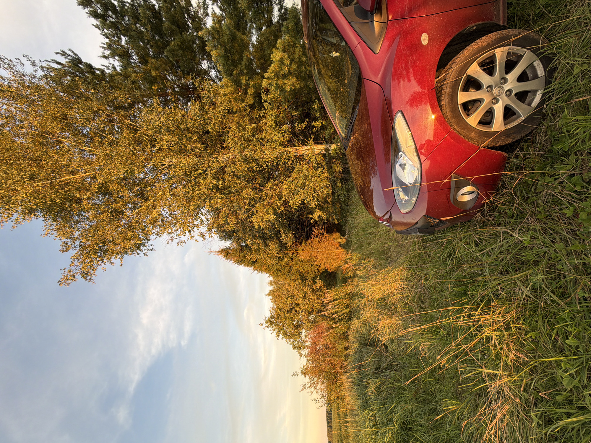 A red car is parked in a grassy field near trees during sunset. The sky is blue with some wispy clouds, and the setting sun casts a golden light on the trees and grass. The car, a red hatchback, is positioned in the foreground on the right side of the image. Its front fender, headlight, and a portion of its wheel are visible. The grass is tall and appears slightly overgrown, with some blades catching the sunlight and appearing golden. In the background, a cluster of trees with yellowing leaves stands illuminated by the warm light of the setting sun. To the right of these trees, a darker evergreen tree is visible. The overall scene suggests a peaceful, natural setting, possibly in the rural outskirts of Bol'shie Kurashki, Russia.