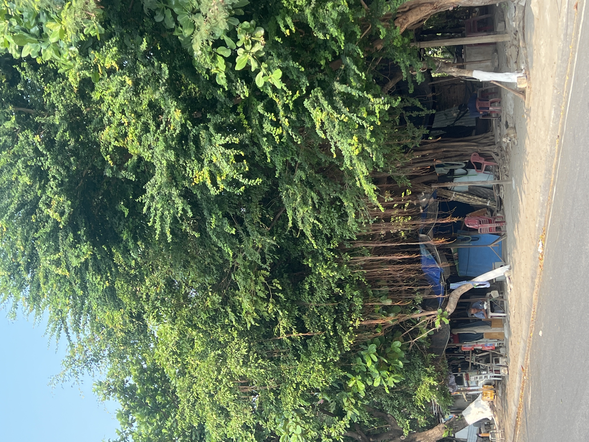 The image shows a tree-shaded roadside scene in Bắc Nha Trang, Vietnam. Dense green foliage from mature trees covers the left side of the frame, partially obscuring a small, informal storefront or dwelling built into the base of the trees. The structure consists of a collection of makeshift building materials and recycled goods, including blue tarp, wooden planks, and metal sheeting. A man is visible inside the structure, seated and appearing to be engaged in a task. Various items are arranged within and around the storefront, including red plastic chairs and miscellaneous household or business items. The right side of the frame shows a narrow sidewalk or shoulder adjacent to a paved road. The scene appears to be a typical example of street-side commerce blended with residential space, common in many Southeast Asian cities.