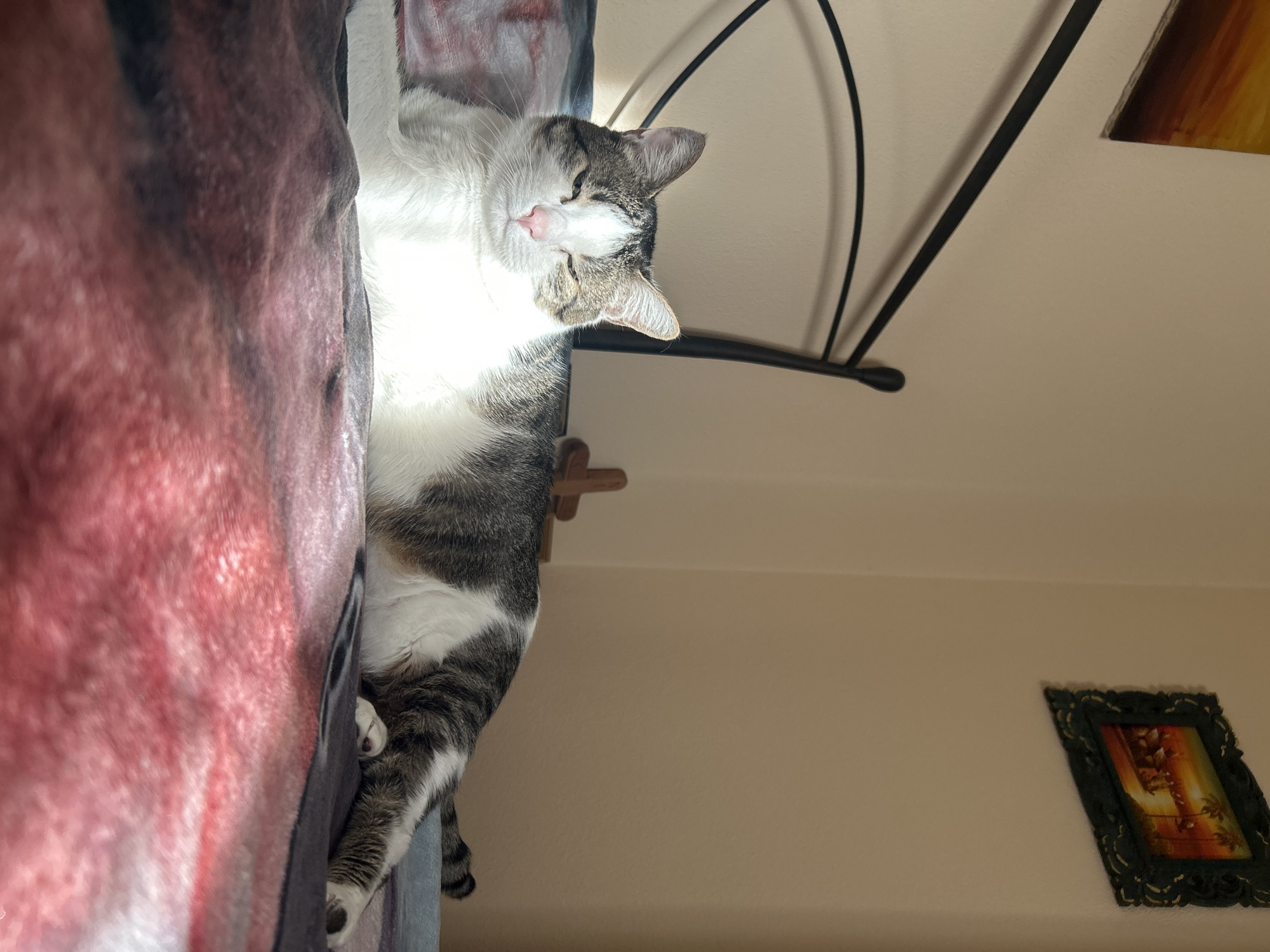 A cat is lying on a bed with a red, pink, and gray patterned blanket. The cat is mostly white with gray tabby markings and is facing towards the viewer but tilted slightly to the side. The background is a light beige wall with a black metal bed frame visible above the cat. On the wall are two framed artworks, one larger with warm tones and another smaller with a dark ornate frame. The city and specific location are unknown.