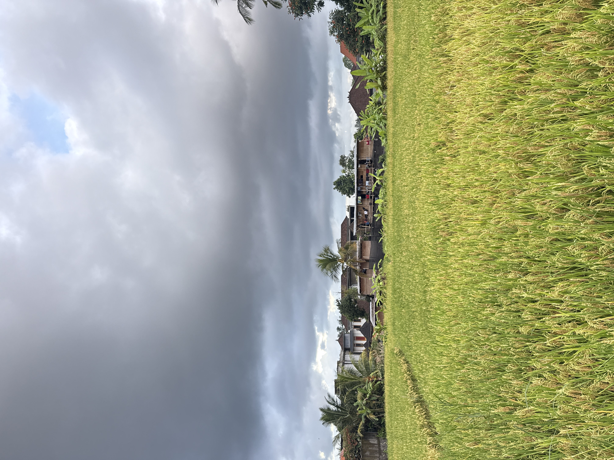 This image captures a vibrant rural landscape in the Ubud District, Indonesia. A lush, green rice paddy fills the lower portion of the frame, stretching extensively and showing mature rice stalks ready for harvest. In the middle ground, a collection of residential buildings with traditional tiled roofs are nestled among abundant tropical vegetation, including prominent palm trees and broad-leafed banana plants. These structures appear to be part of a local village or settlement, bordering the agricultural land.
The sky above is dramatically overcast, dominated by heavy, dark grey clouds that suggest an impending rain shower or recently passed precipitation. However, a small patch of lighter clouds and a sliver of blue sky are visible towards the upper right of the frame, providing a contrasting brightness. The overall lighting is soft and diffused, characteristic of a heavily clouded day. No discernible human activity or visible text is present in the scene. The photograph beautifully illustrates a peaceful, yet atmospheric, moment in an Indonesian agricultural setting.