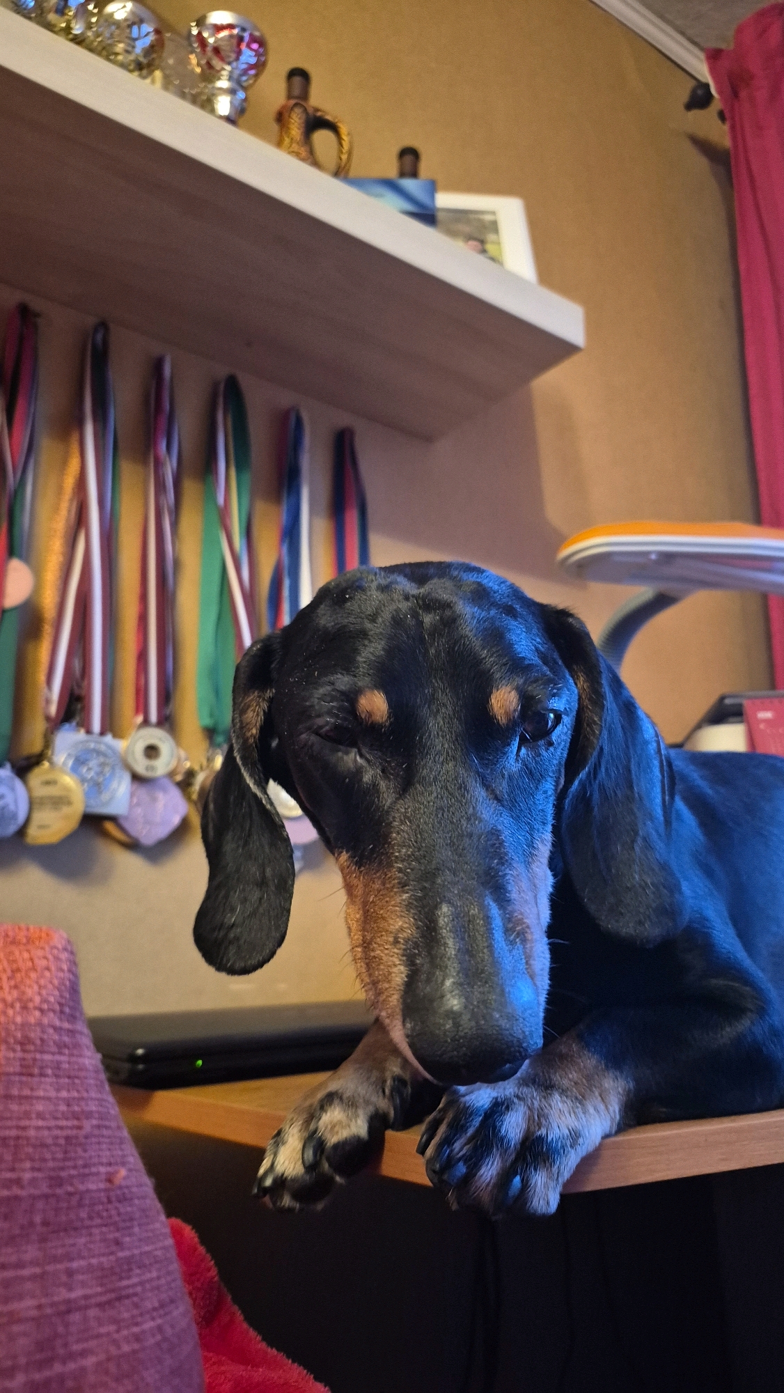 The image shows a black and tan dachshund with its head resting on a wooden surface, appearing to be a desk or shelf. The dog has its eyes partially closed, and its ears are long and floppy. In the background, there is a shelf with various medals hanging from it, as well as some decorative items, including trophies and what appears to be a framed picture. A bright pink curtain is visible on the right side of the image. The lighting suggests an indoor environment, possibly a home. There is no information provided in the image or accompanying text to indicate the location in the city of Krauja, Latvia.