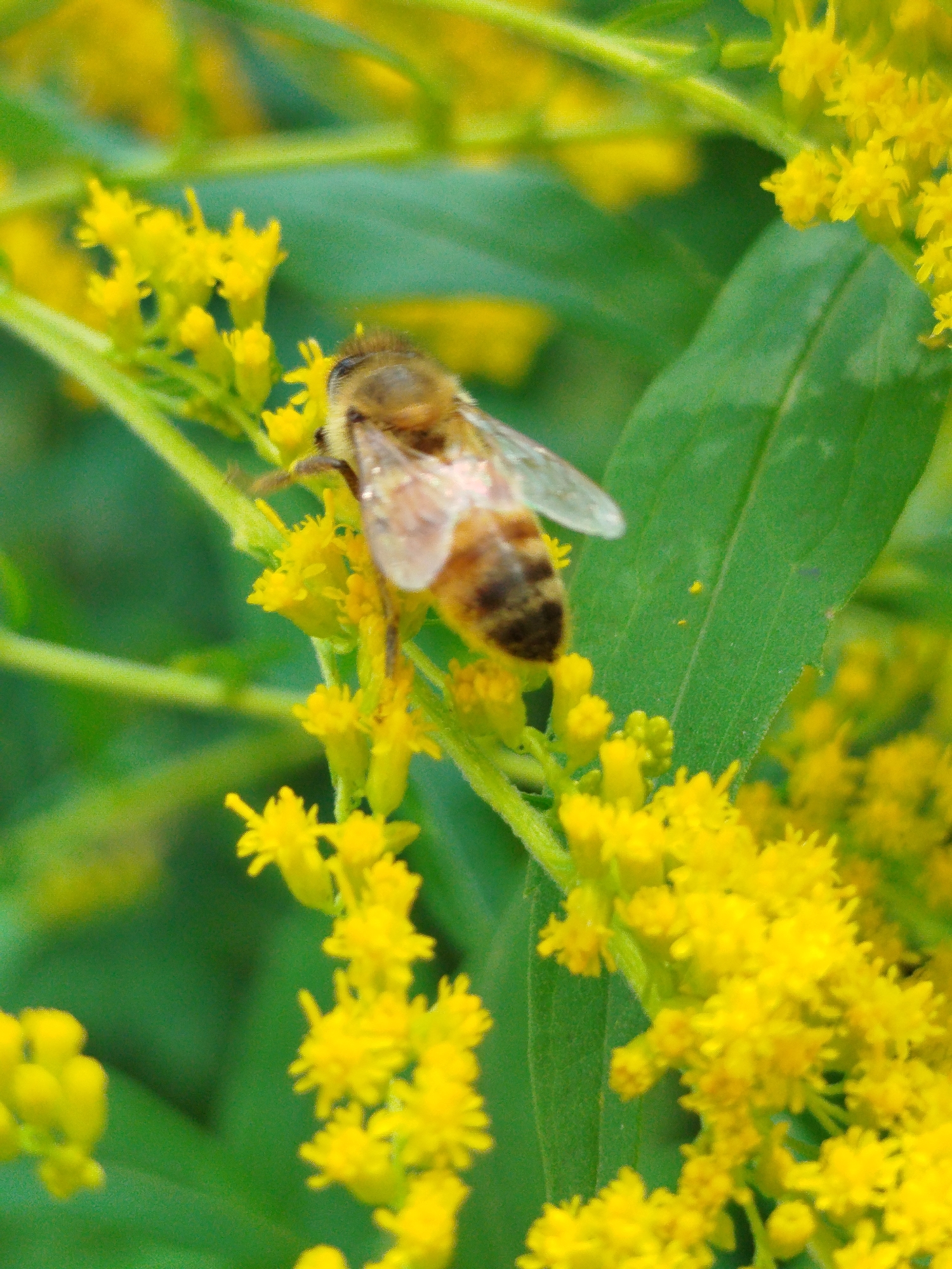 A macro shot captures a bee perched on a cluster of small yellow flowers. The bee's body is striped with brown and yellow, and its translucent wings are spread. It appears to be gathering nectar or pollen. The background is a blur of green foliage and more yellow flowers, indicating a natural outdoor setting. There is no information available about the location in the city of Чкаловское Снт, Russia, that can be derived from this image.