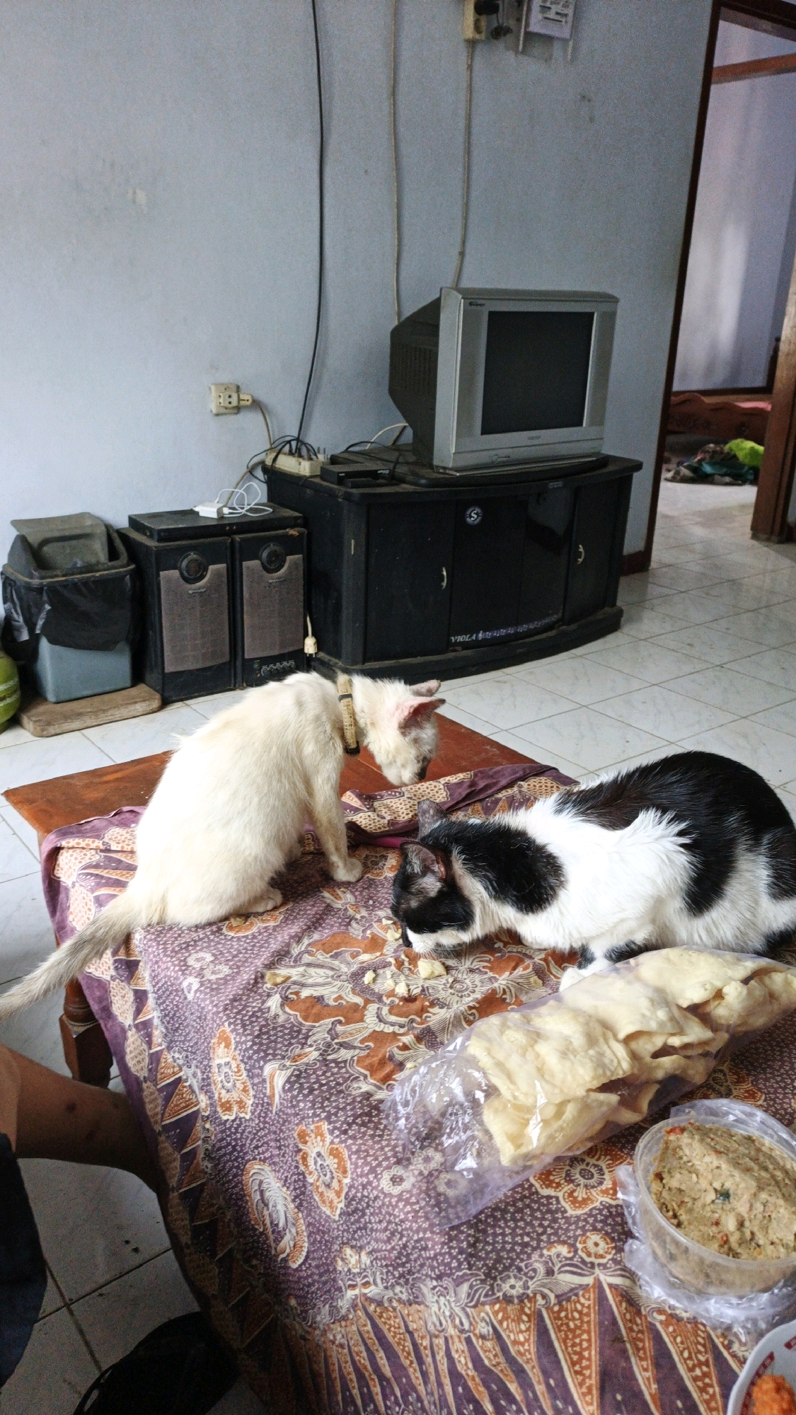 In a cluttered room, possibly a living area, two domestic cats are the primary subjects. A light-colored, possibly white, cat with a collar is on the left, facing down towards the patterned tablecloth. To its right, a black and white cat is also facing downwards, near a bag of crackers and a container of food. The cats appear to be interacting with the food on the table.
The room's environment suggests a lived-in space. Behind the cats, a wooden table is draped with a patterned fabric that has floral and abstract motifs. On this table, or a surface behind it, are several objects: a black entertainment unit, likely housing electronic components, with a silver CRT television set on top. To the left of the entertainment unit are two large black speakers. Further left, a dark trash bin with a black bag inside is visible. The walls are painted a light blue, with electrical outlets and cables present. The floor is tiled in a light color. The background shows an open doorway leading to another room, with a bed and scattered clothing.
The scene appears to be set in a domestic environment in Campurdarat, Indonesia, judging by the available information. The lighting suggests it is daytime, with light entering from an unseen source. There are no people clearly visible, though a bare arm and hand are partially in view on the lower left of the image, suggesting someone is present but out of frame. The overall impression is of a casual, everyday moment within a home.