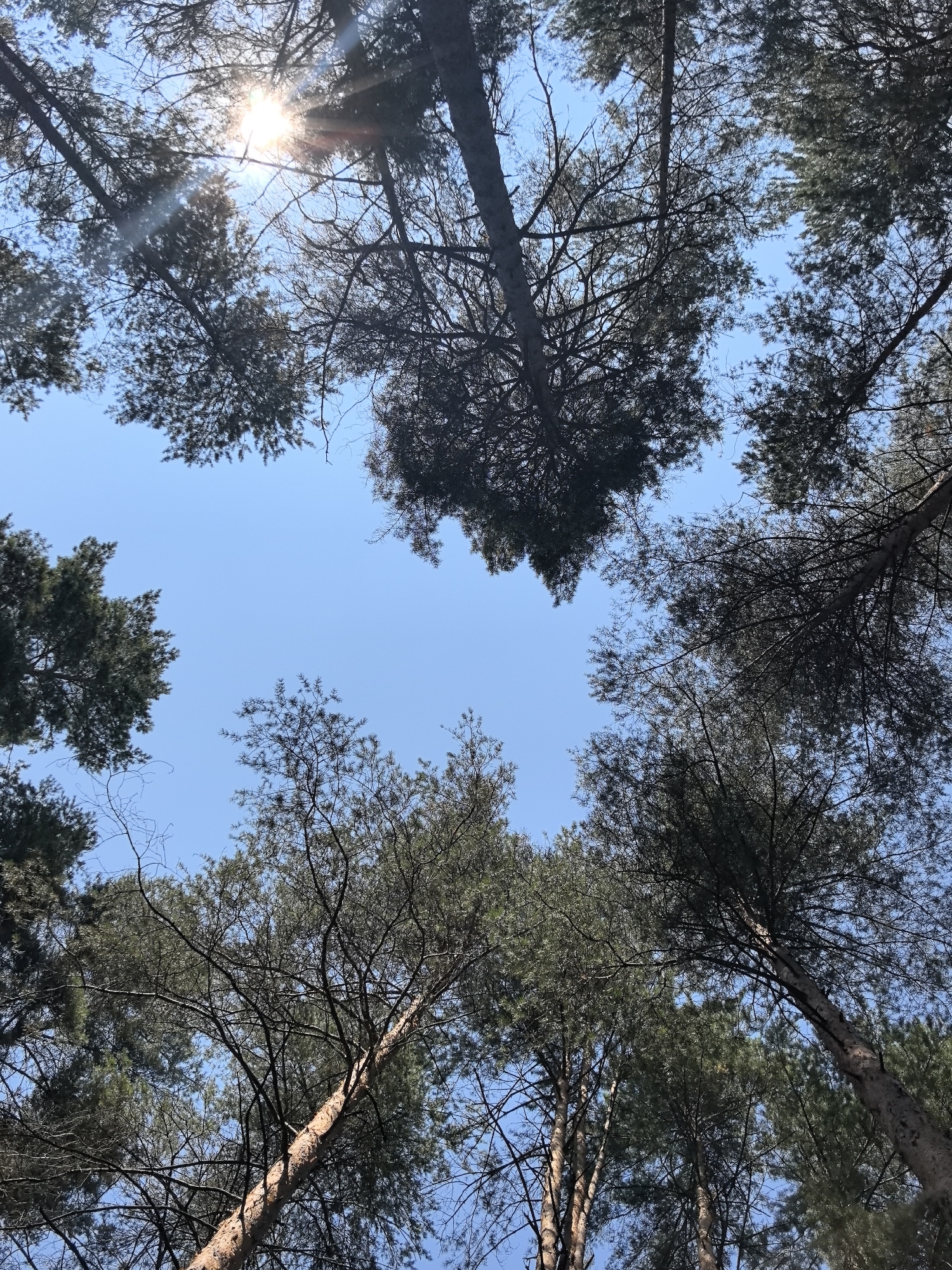 The image shows a view looking straight up through a canopy of tall pine trees against a clear blue sky. The sun is visible through the branches in the upper left quadrant of the image, creating a bright flare and some lens distortion. The trees are dense with needles, and their rough bark is visible on some of the trunks. The perspective is from the ground, emphasizing the height of the trees. The scene appears to be a natural environment, likely a forest or park, and there are no people or man-made structures visible. The image does not provide specific details about the city of Perm, Russia, beyond the general context of it being a geographical location.