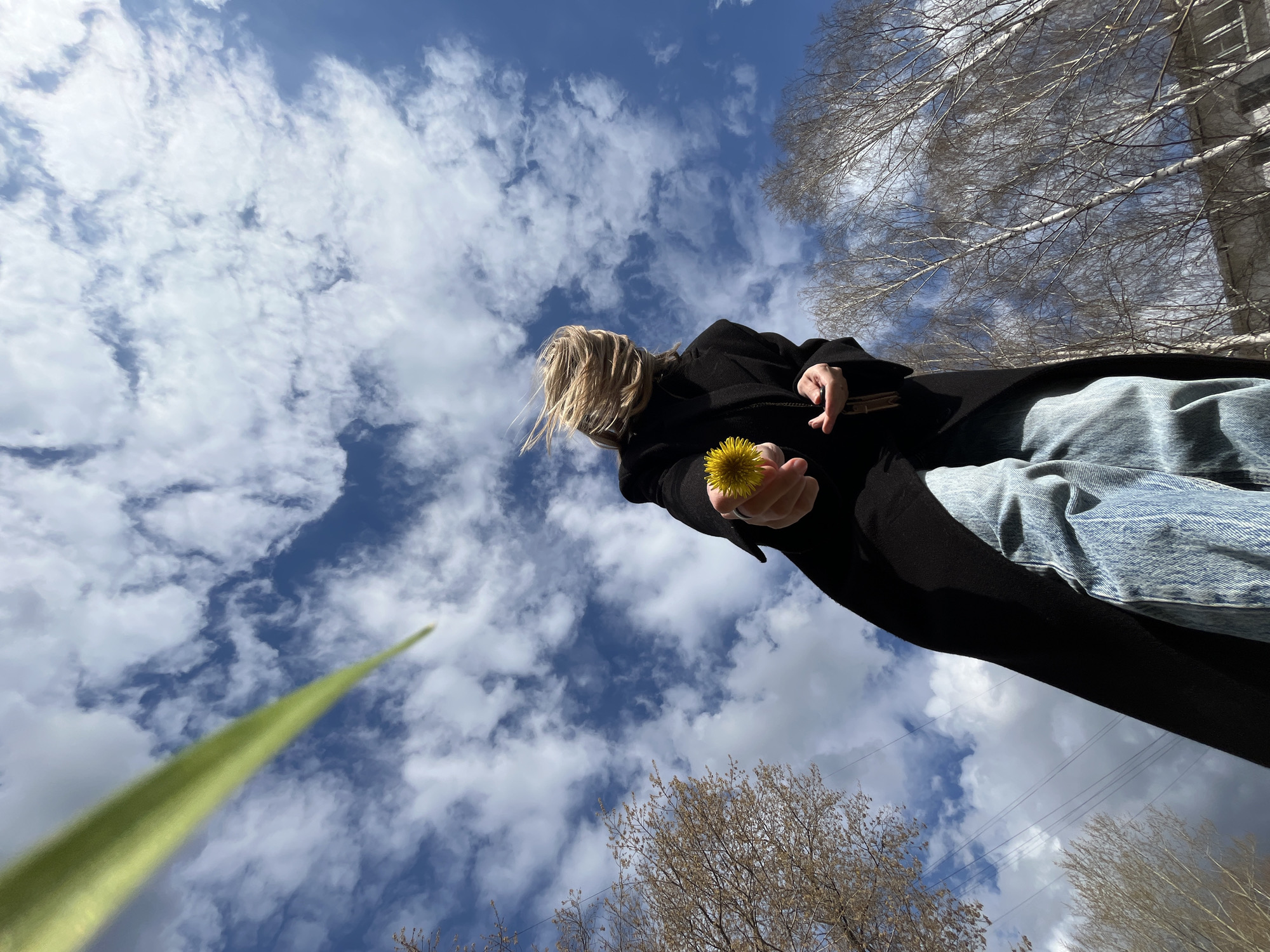 A low-angle, wide-shot photograph captures a person against a vast blue sky dotted with scattered white clouds. The perspective is from below, looking upwards.
The main subject is a person, likely female, with blonde hair, visible from the chest up. They are wearing a dark, possibly black, long coat and light blue jeans. Their face is turned away or obscured by hair, looking generally upwards. In their right hand, they hold a single, bright yellow dandelion flower. Their left arm is bent, with fingers slightly curled, revealing a watch or bracelet.
A prominent, blurry green object, resembling a long blade of grass or a plant stem, extends diagonally from the lower left corner towards the center of the frame. In the background, particularly on the right and bottom right, are numerous bare, leafless tree branches, characteristic of early spring or late autumn, possibly birch trees given the location context of Chaikovsky, Russia. Faint power lines are also visible in the distance against the sky in some areas.
The image appears to be taken during bright daylight hours, indicated by the well-lit scene and clear sky. The weather seems pleasant with sunshine and partial cloud cover. There is no visible text in the image. The overall mood conveyed is one of tranquility and appreciation for nature, seen from an unusual, immersive perspective.