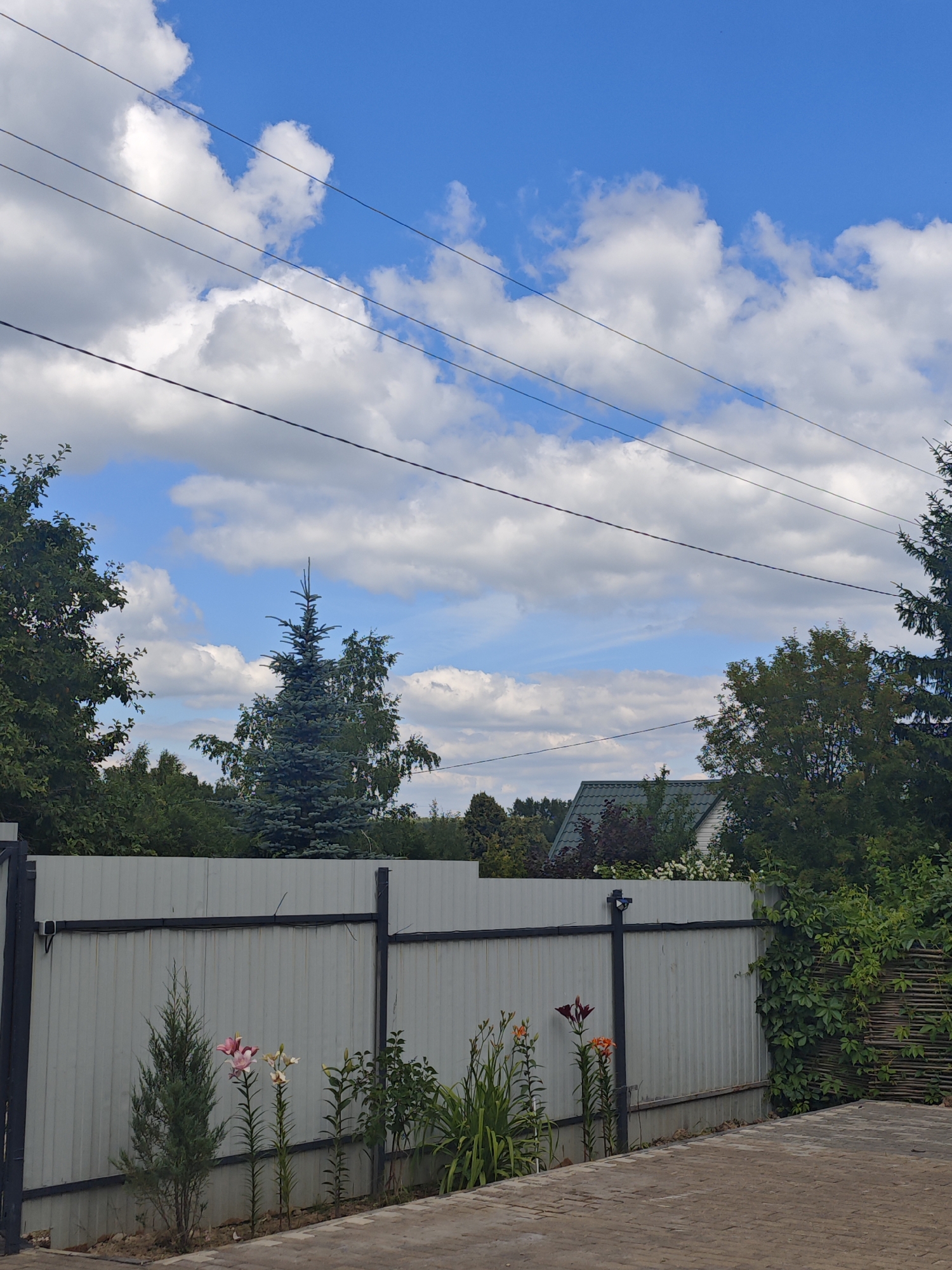 This image, taken in Khlevino, Russia, presents an outdoor scene dominated by a light gray corrugated metal fence. To the left of the fence, a small, conical evergreen tree stands next to two tall lilies, one pink and white, the other white. Further to the right, orange lilies bloom. Behind the fence, a variety of trees and shrubs are visible, including a tall, dark green fir tree in the center, and a house with a dark green roof. Overhead, a bright blue sky is adorned with fluffy white clouds, and multiple black electrical wires are strung across the frame. The ground in the foreground is paved with light brown brickwork. The overall impression is of a suburban or rural backyard on a clear, sunny day.