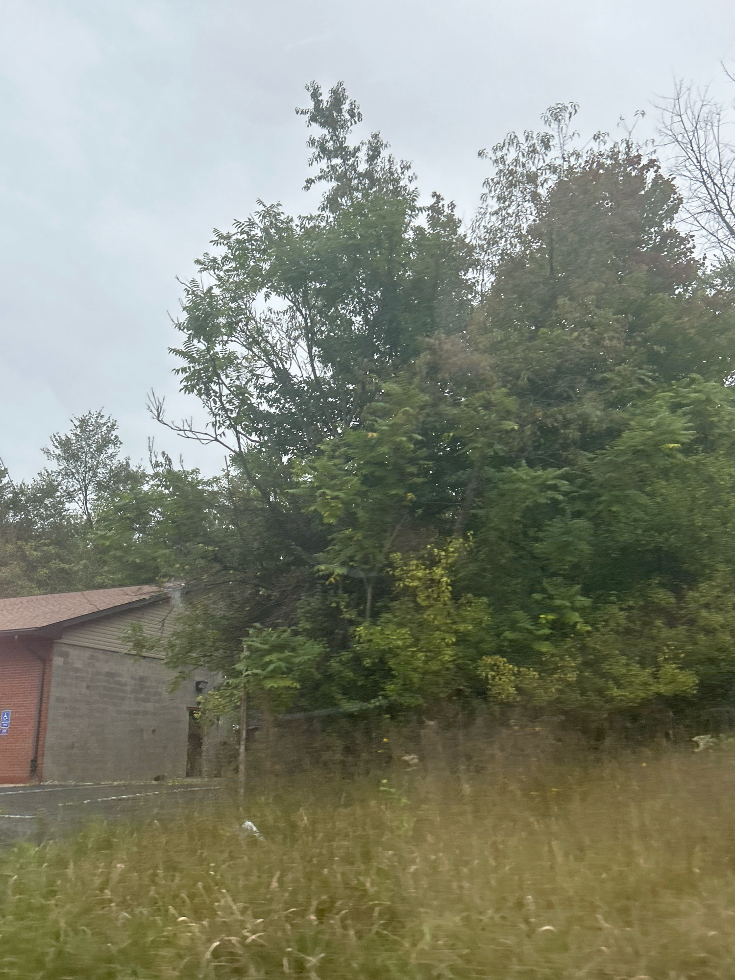 The image shows a building with a brick facade and a brown roof, partially obscured by trees and tall grass. The building appears to be of industrial or commercial design. A blue and white handicap parking sign is visible on the left side of the building. The surrounding area is overgrown with vegetation, including trees and tall grasses, suggesting a rural or semi-rural setting within Carnegie, United States of America. The sky is overcast and the lighting is diffused.