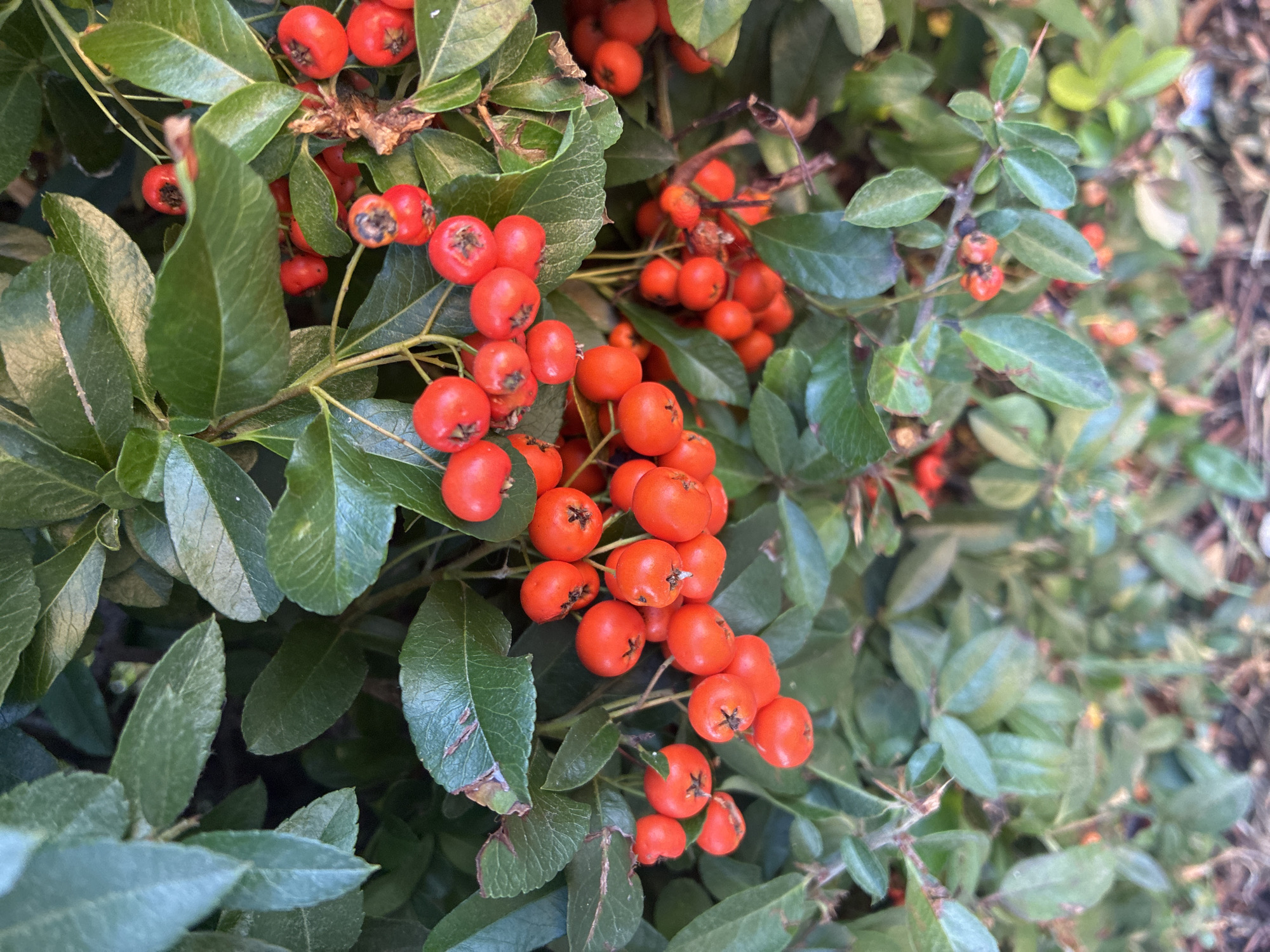 The image displays a close-up view of a vibrant Pyracantha bush, also known as firethorn, laden with clusters of bright red berries. The berries are small, round, and appear to be ripe, contrasting sharply with the dark green, leathery leaves of the bush. Some leaves show signs of browning or damage, indicating the natural progression of the plant. The lighting suggests it is daytime, possibly late afternoon due to the angle of the light. The background is a dense foliage of the same plant, creating a textured and somewhat blurred effect. The scene is entirely natural, with no human presence or manufactured objects visible. The image does not provide any specific visual cues to pinpoint its location within Prague, Czechia, as it focuses on the flora itself.